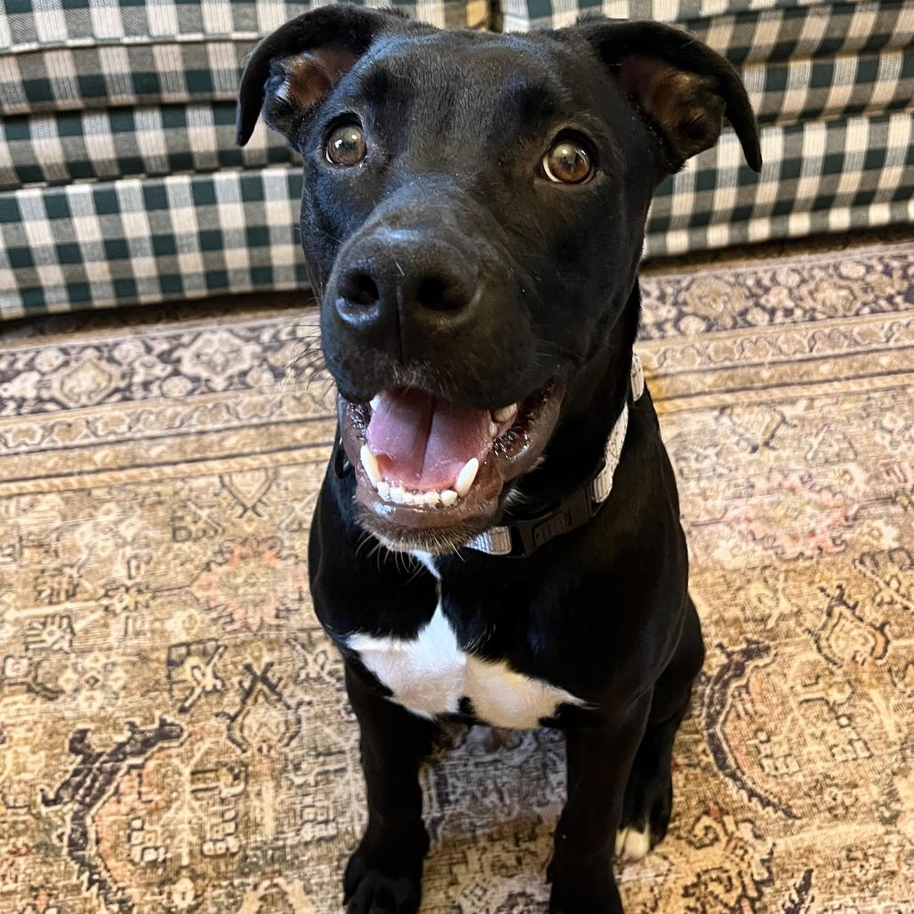 Enlarge Astro K13, a Adoptable Mixed Breed in Union, MO image 2/6