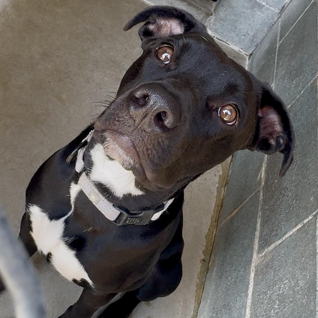 Enlarge Astro K13, a Adoptable Mixed Breed in Union, MO image 3/6