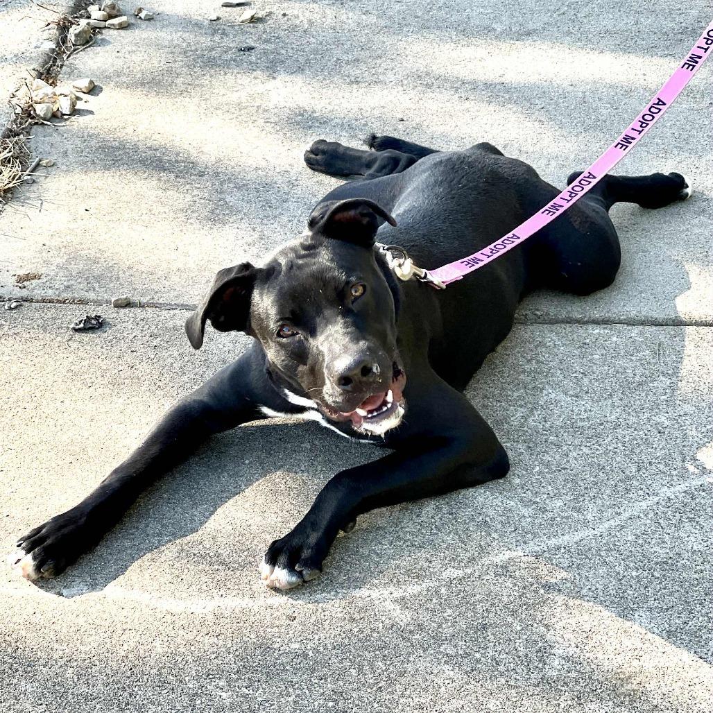 Enlarge Astro K13, a Adoptable Mixed Breed in Union, MO image 4/6