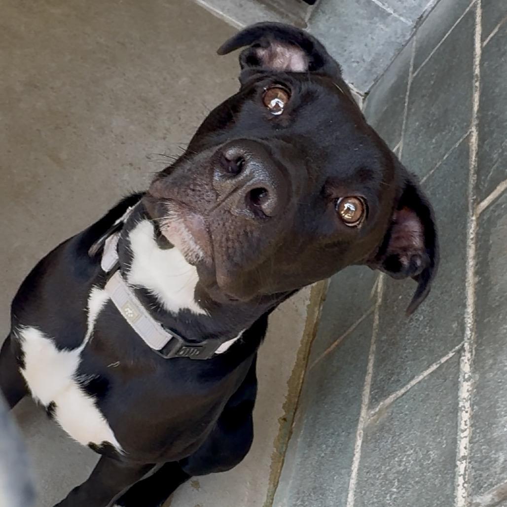 Enlarge Astro K13, a Adoptable Mixed Breed in Union, MO image 5/6