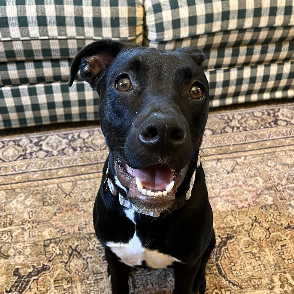 Enlarge Astro K13, a Adoptable Mixed Breed in Union, MO image 6/6