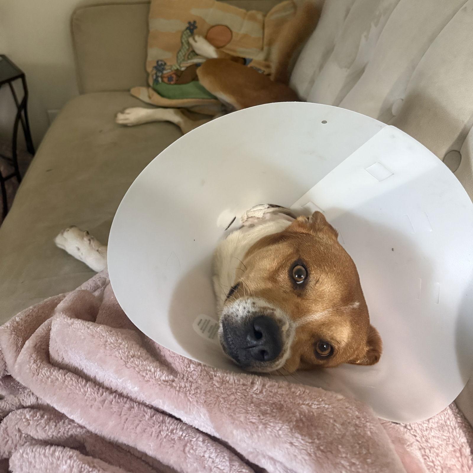 Enlarge Tommy Orange, a Adoptable Terrier in Oakland, CA image 1/3
