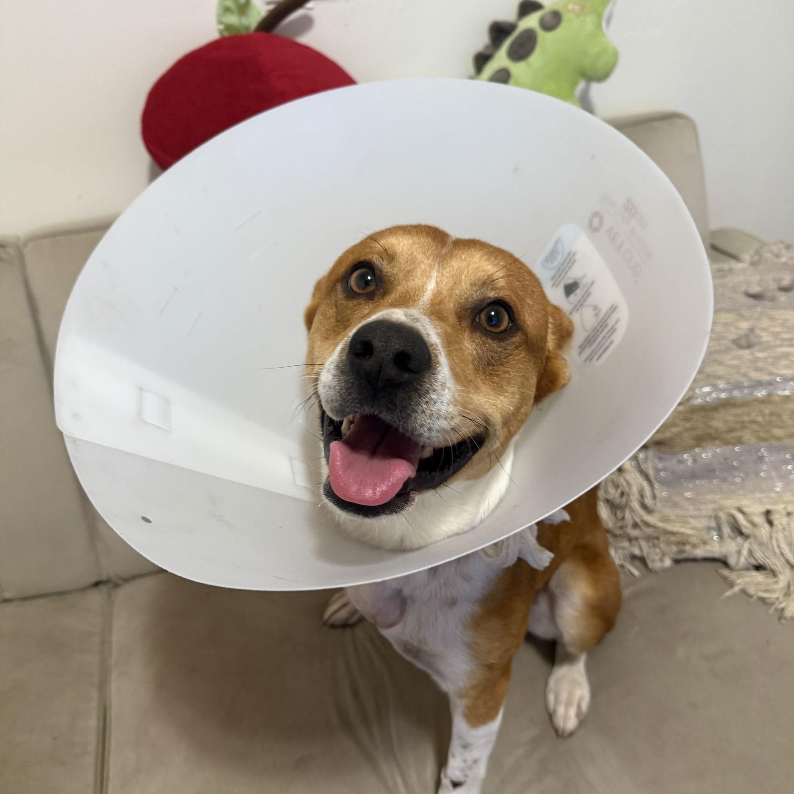 Enlarge Tommy Orange, a Adoptable Terrier in Oakland, CA image 2/3