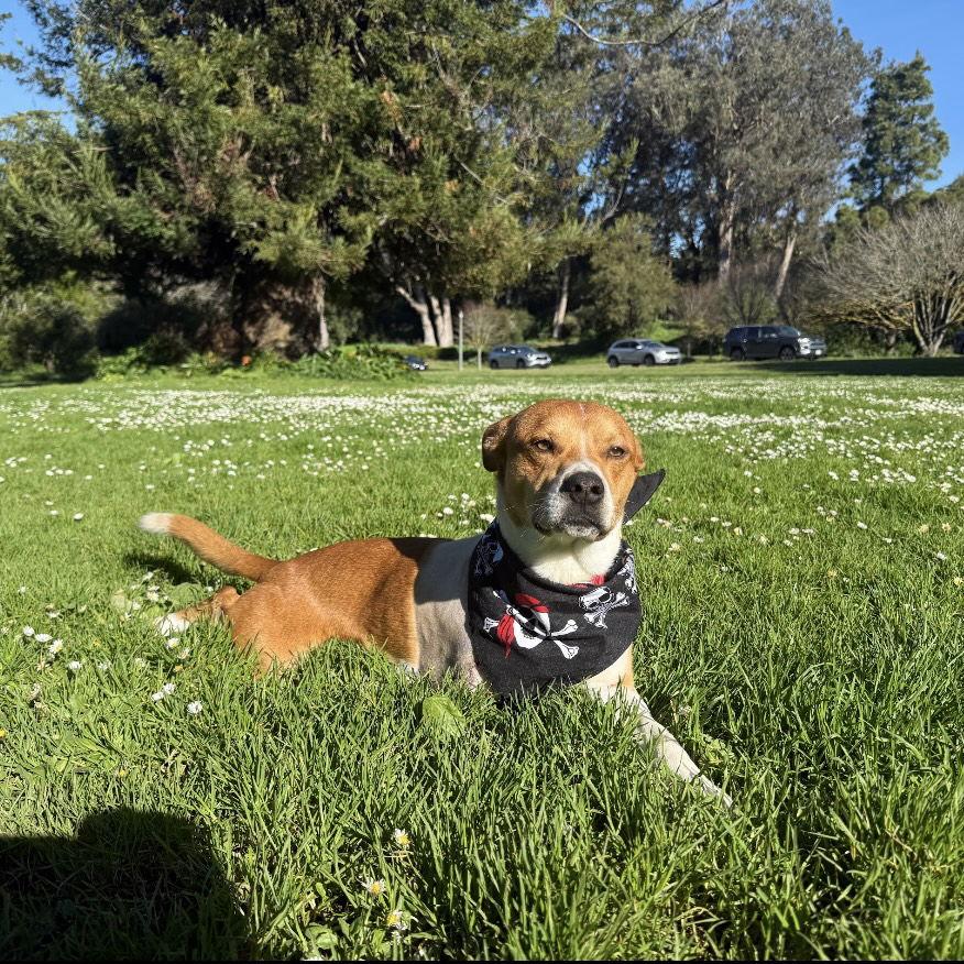 Enlarge Tommy Orange, a Adoptable Terrier in Oakland, CA image 3/3
