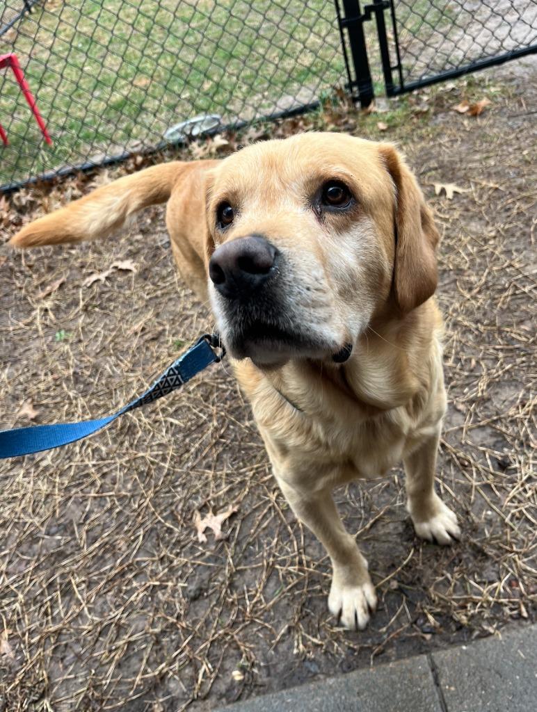 Doug, Adoptable, Adult Male Labrador Retriever & Mixed Breed.