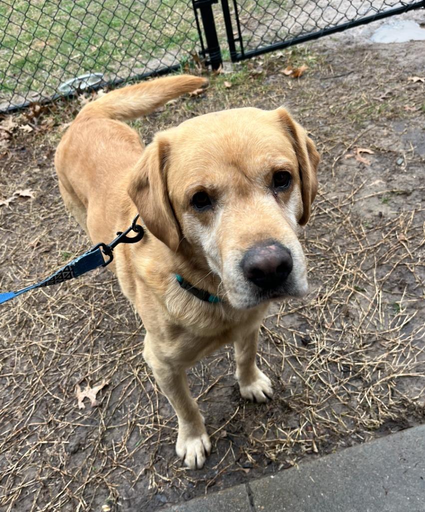 Enlarge Doug, a Adoptable mixed breed in Fayetteville, AR image 2/2