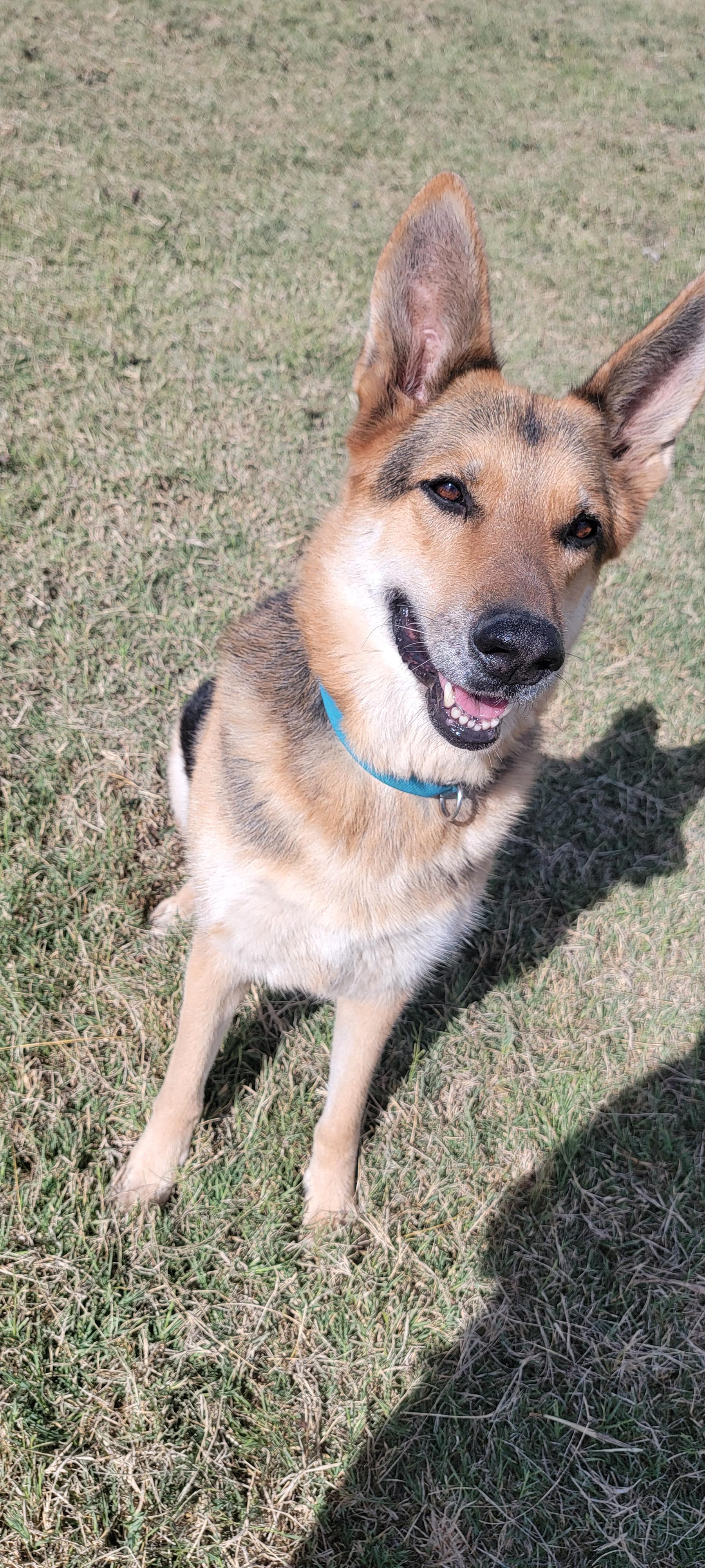 Enlarge Fiona, a Adoptable German Shepherd Dog in Buffalo, NY image 2/2