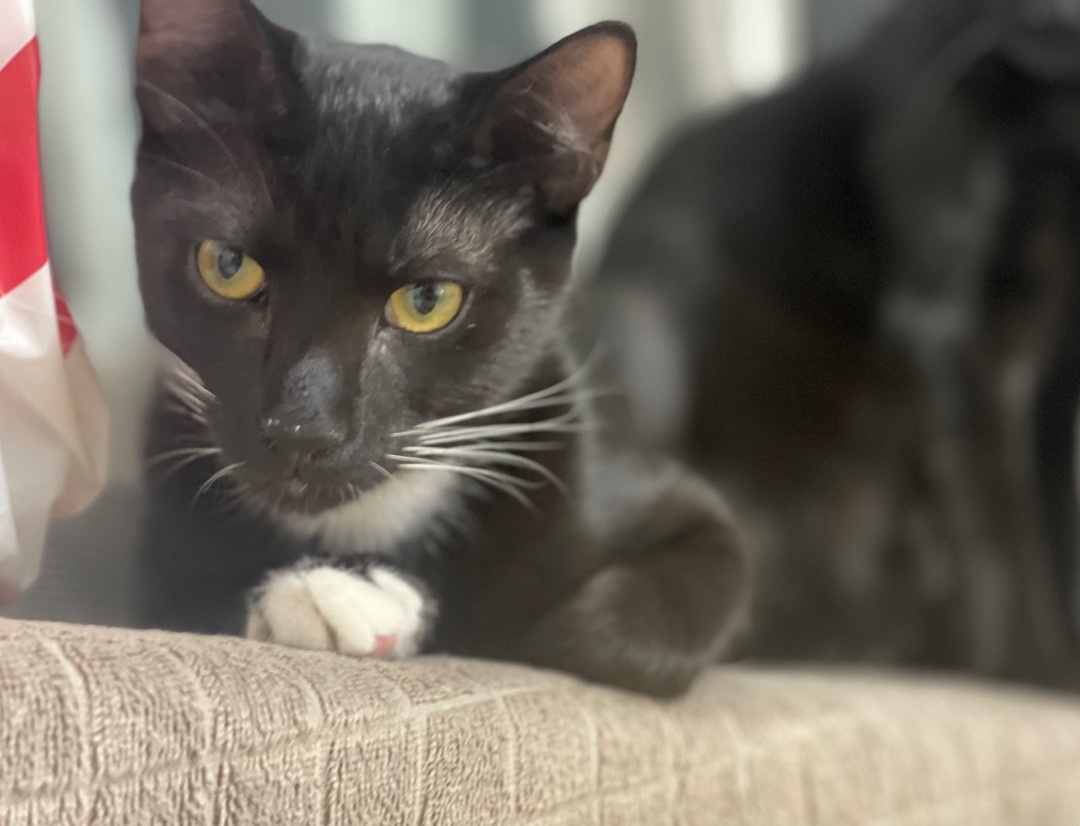 Michael Jackson , a Adoptable Tuxedo in Tustin, CA image 1/4