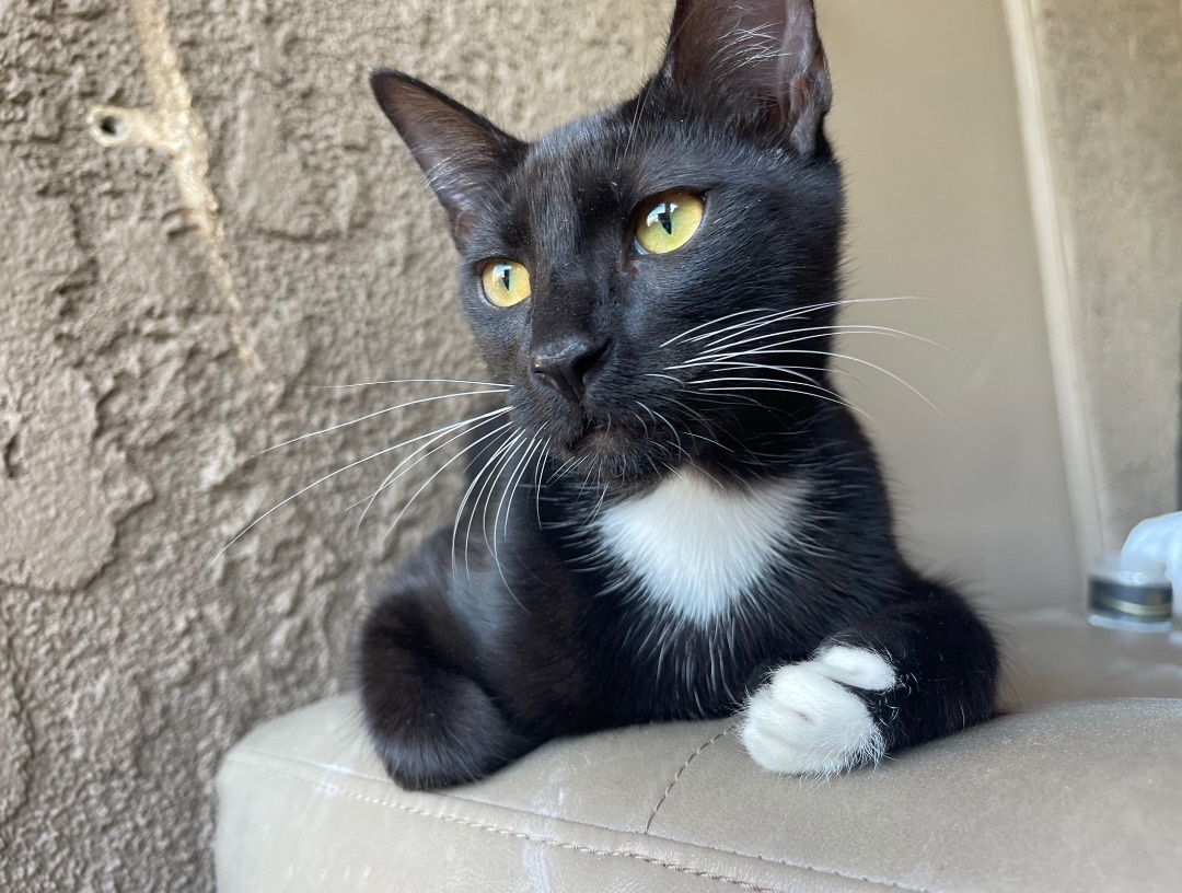 Michael Jackson , a Adoptable Tuxedo in Tustin, CA image 2/4