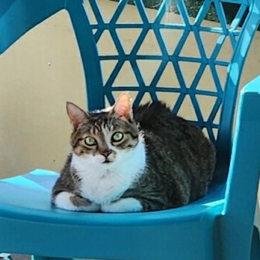 Mama June, Adoptable, Senior Female Domestic Short Hair.