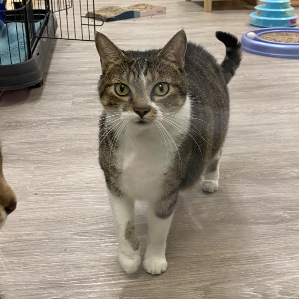Mama June, a Adoptable Domestic Short Hair in Foley, AL image 3/3