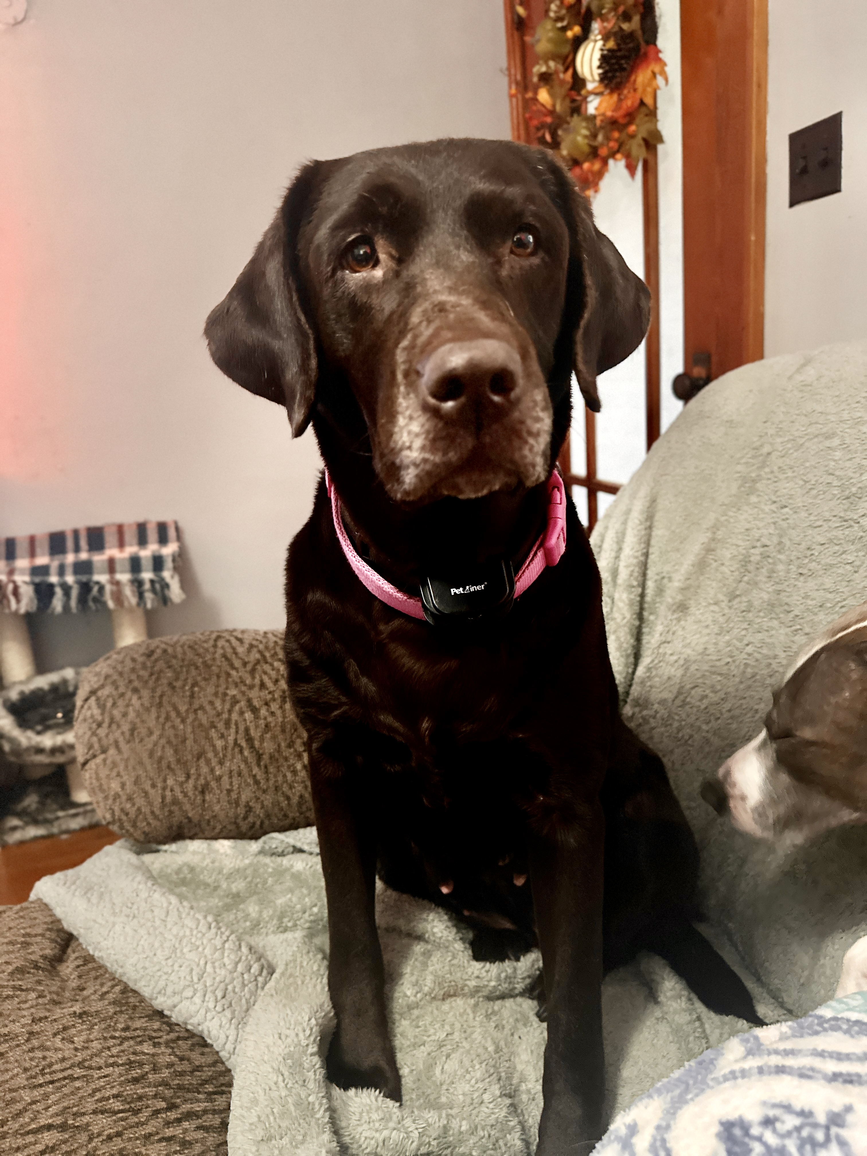 Momo, an adopted Chocolate Labrador Retriever in Cadiz, OH image 5/5