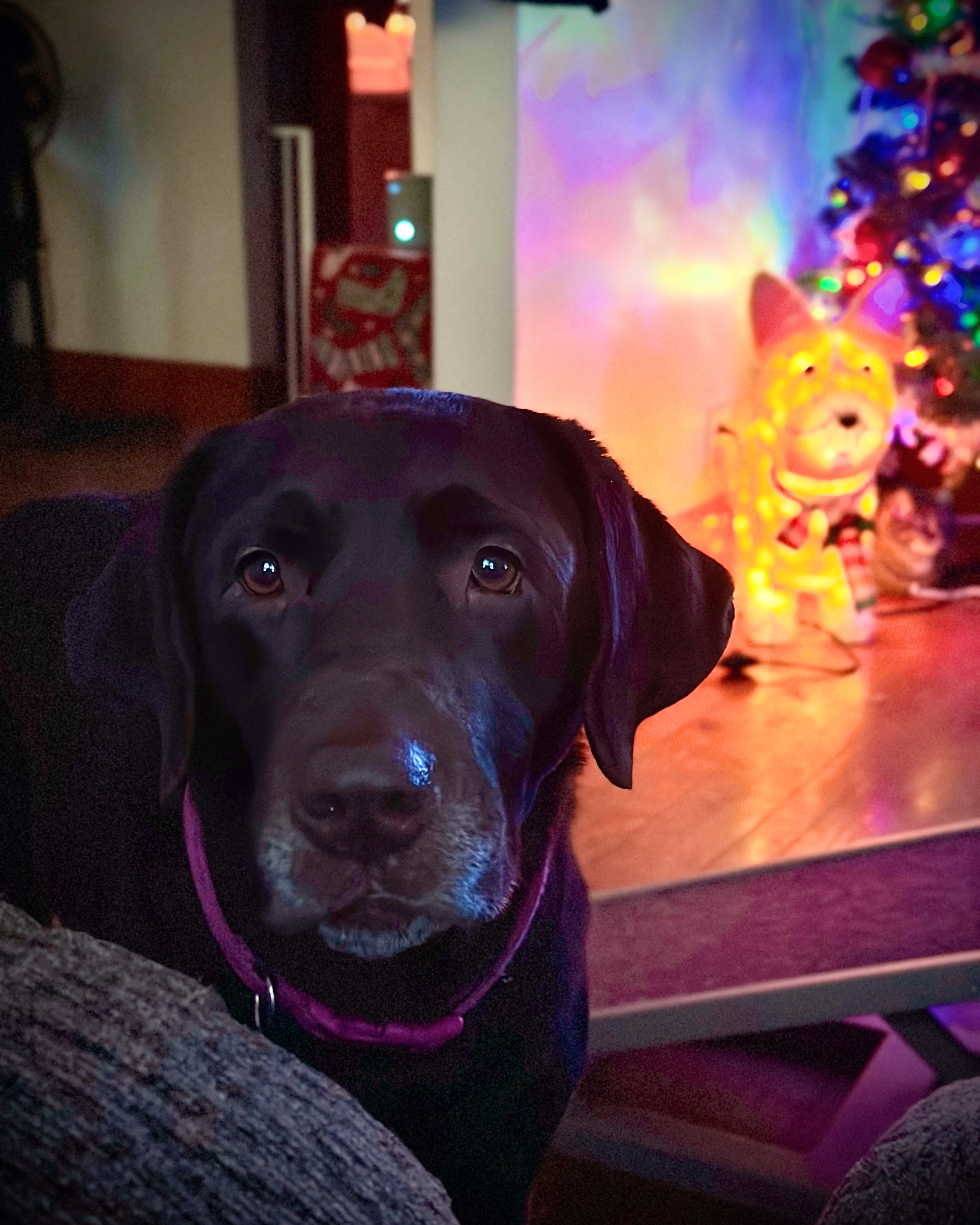 Momo, an adopted Chocolate Labrador Retriever in Cadiz, OH image 2/5