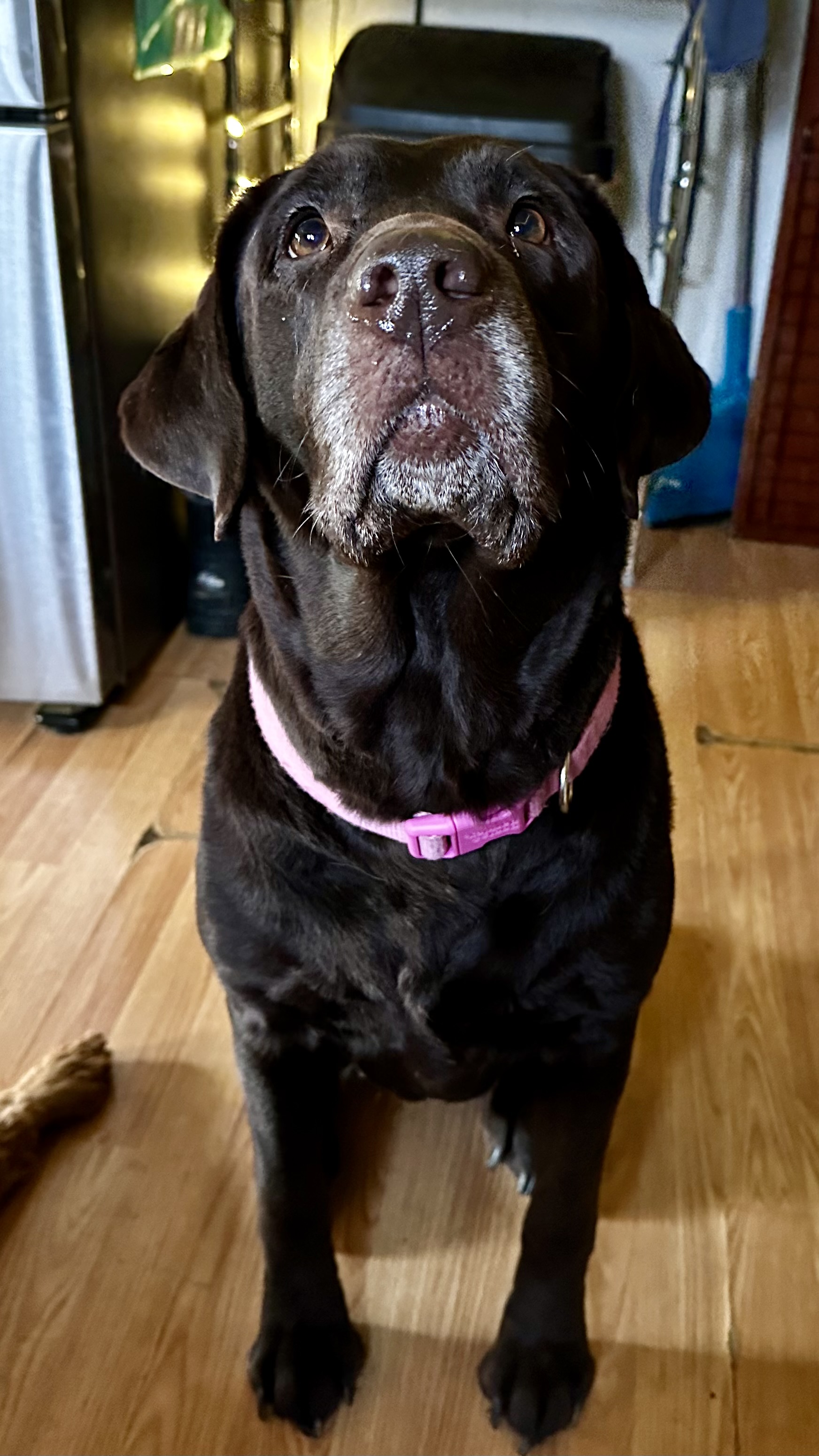 Momo, an adopted Chocolate Labrador Retriever in Cadiz, OH image 1/5