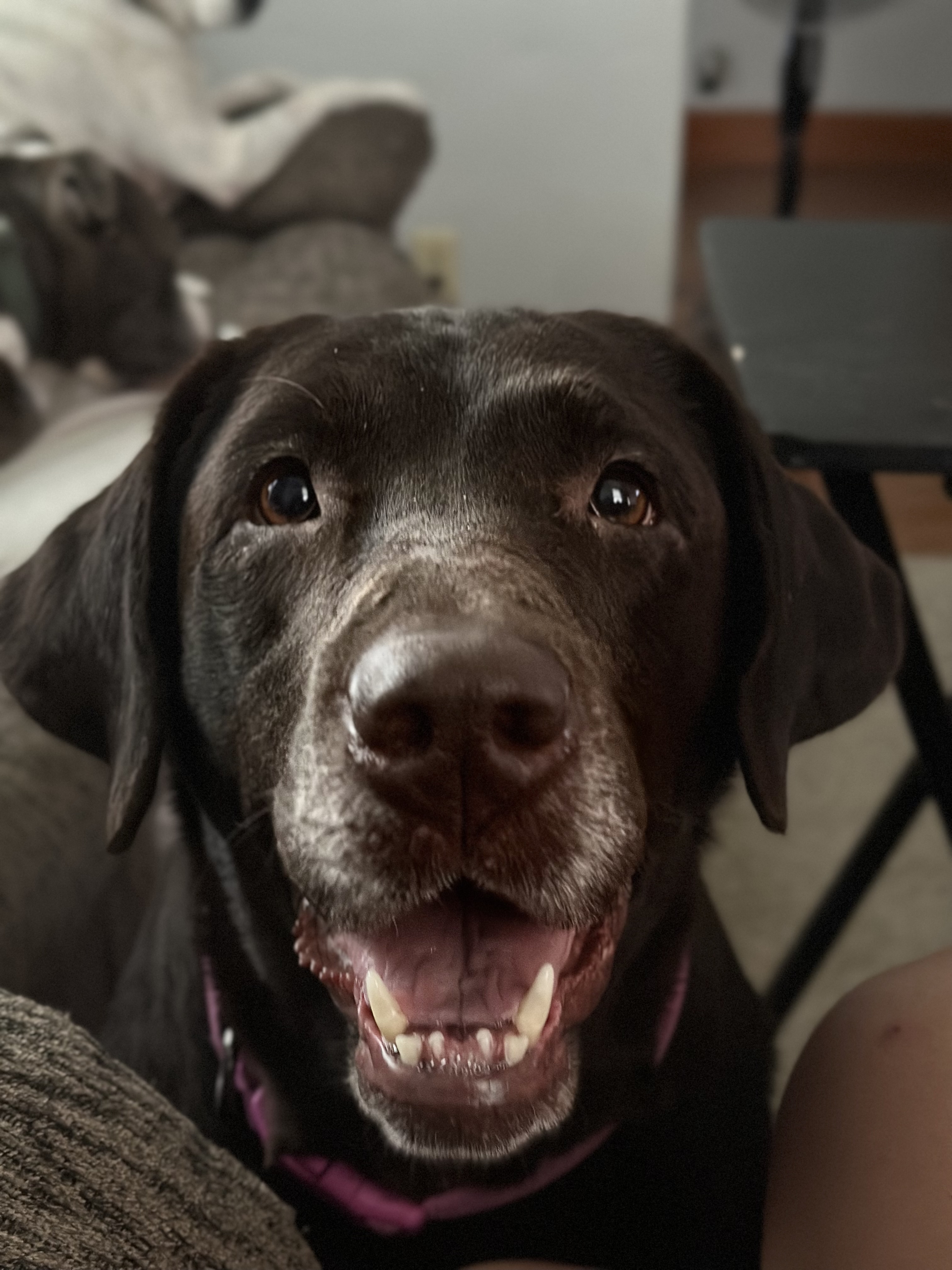 Momo, an adopted Chocolate Labrador Retriever in Cadiz, OH image 3/5