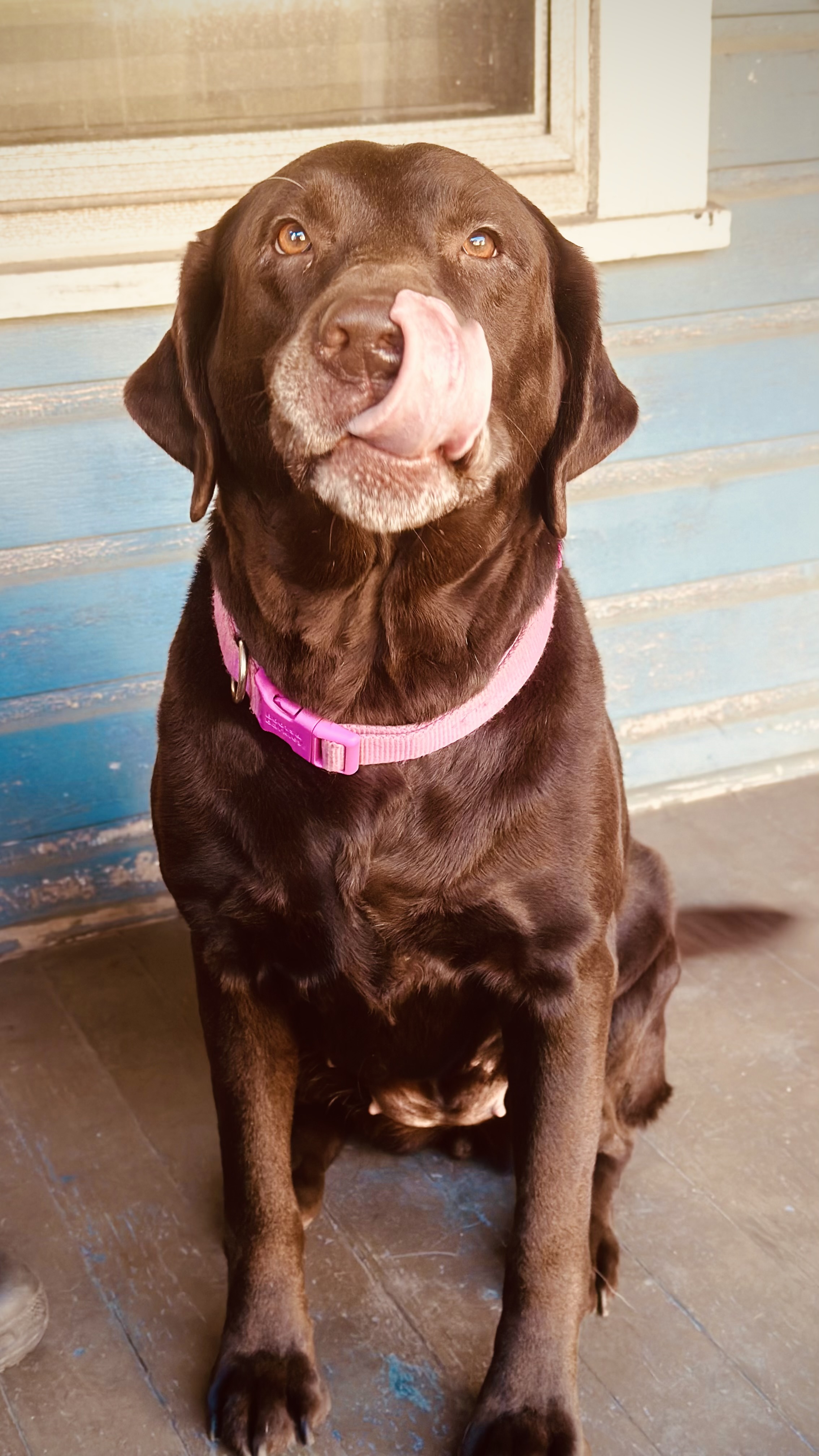 Momo, an adopted Chocolate Labrador Retriever in Cadiz, OH image 4/5