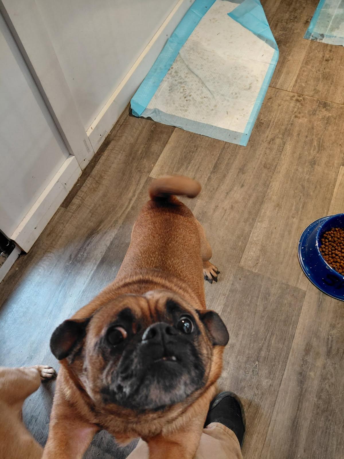 Enlarge BRUSSEL SPROUT, an adopted mixed breed in Millerstown, PA image 2/6