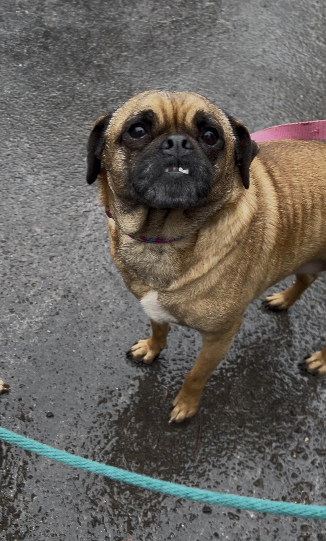 BRUSSEL SPROUT, adopted, Adult Male Pug & Beagle.
