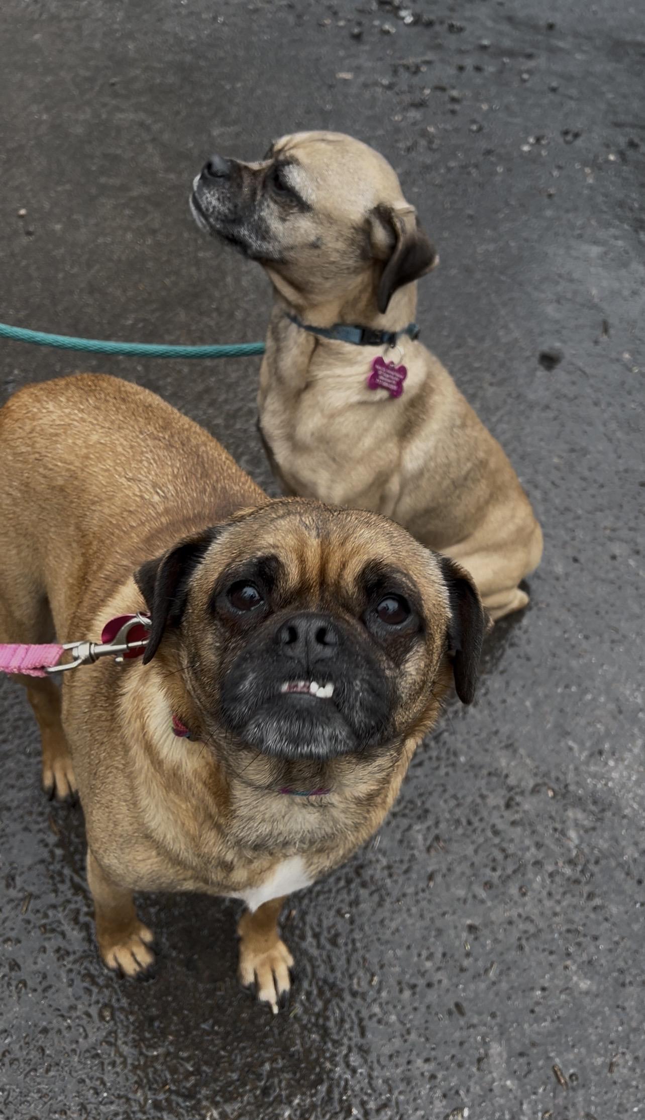 Enlarge BRUSSEL SPROUT, an adopted mixed breed in Millerstown, PA image 5/6