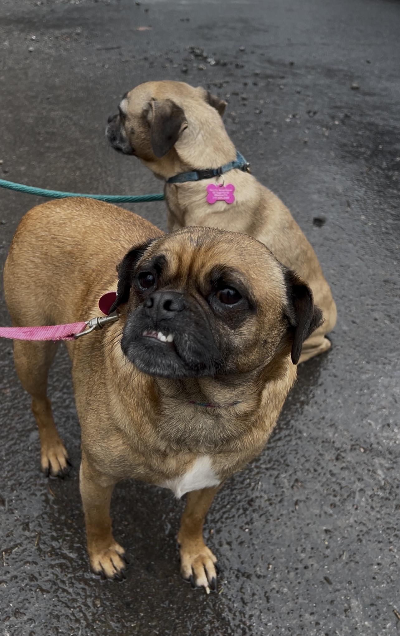 Enlarge BRUSSEL SPROUT, an adopted mixed breed in Millerstown, PA image 4/6