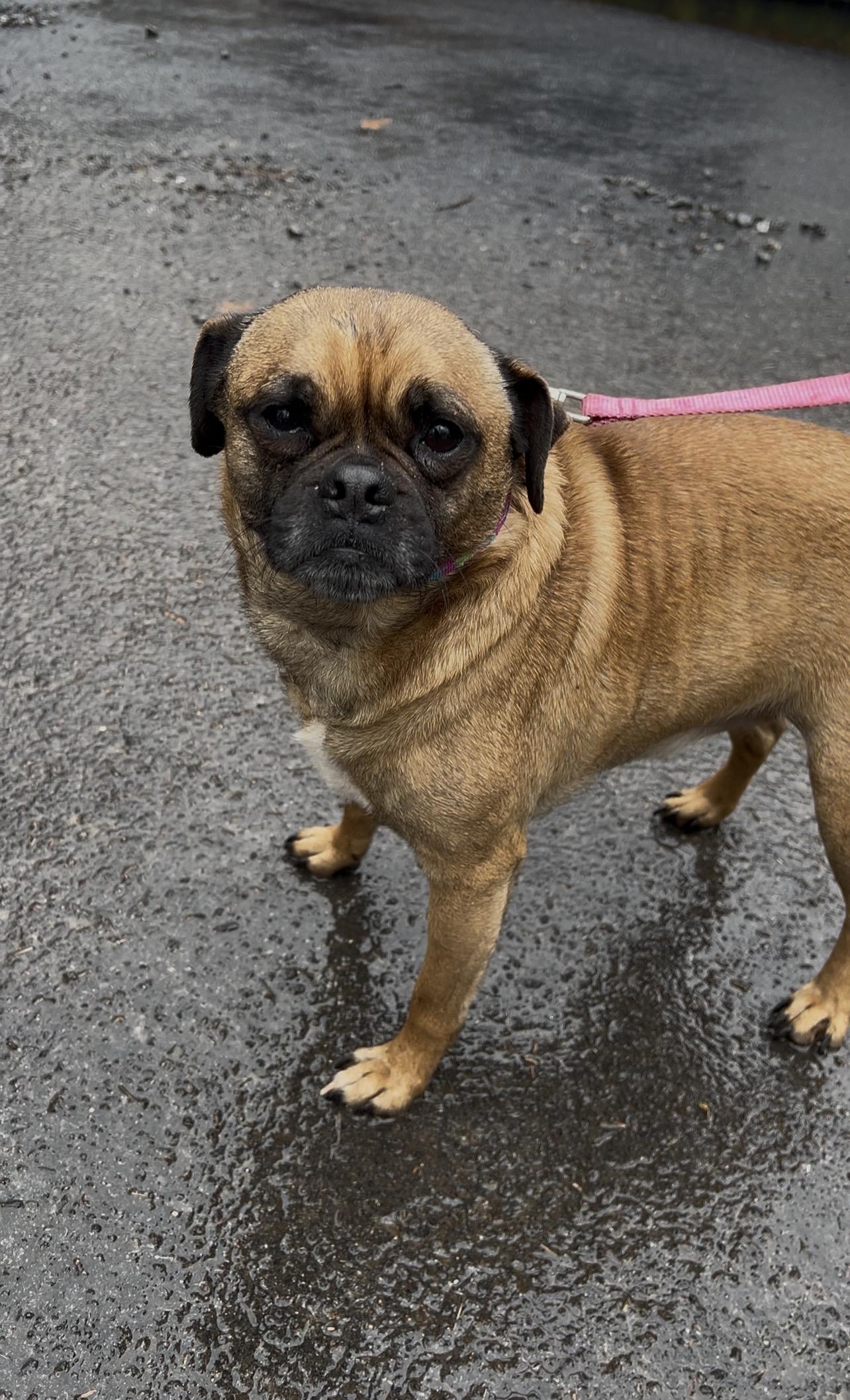 Enlarge BRUSSEL SPROUT, an adopted mixed breed in Millerstown, PA image 6/6