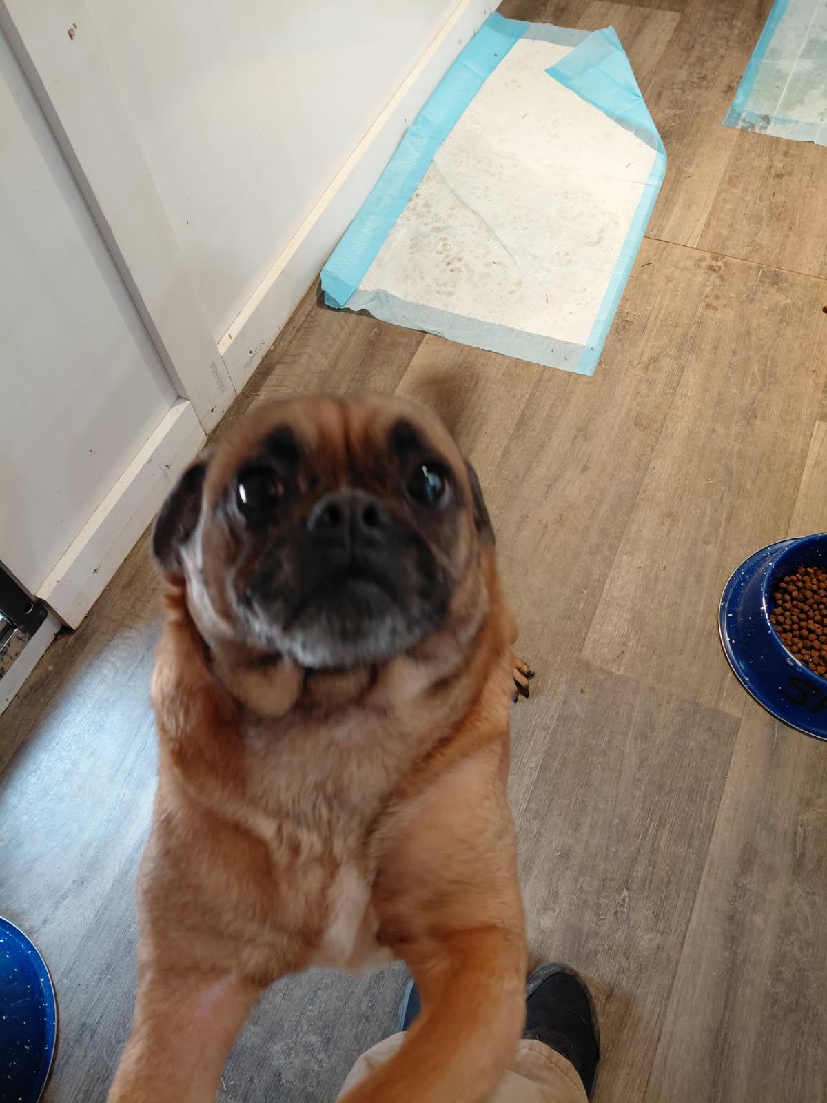 Enlarge BRUSSEL SPROUT, an adopted mixed breed in Millerstown, PA image 3/6