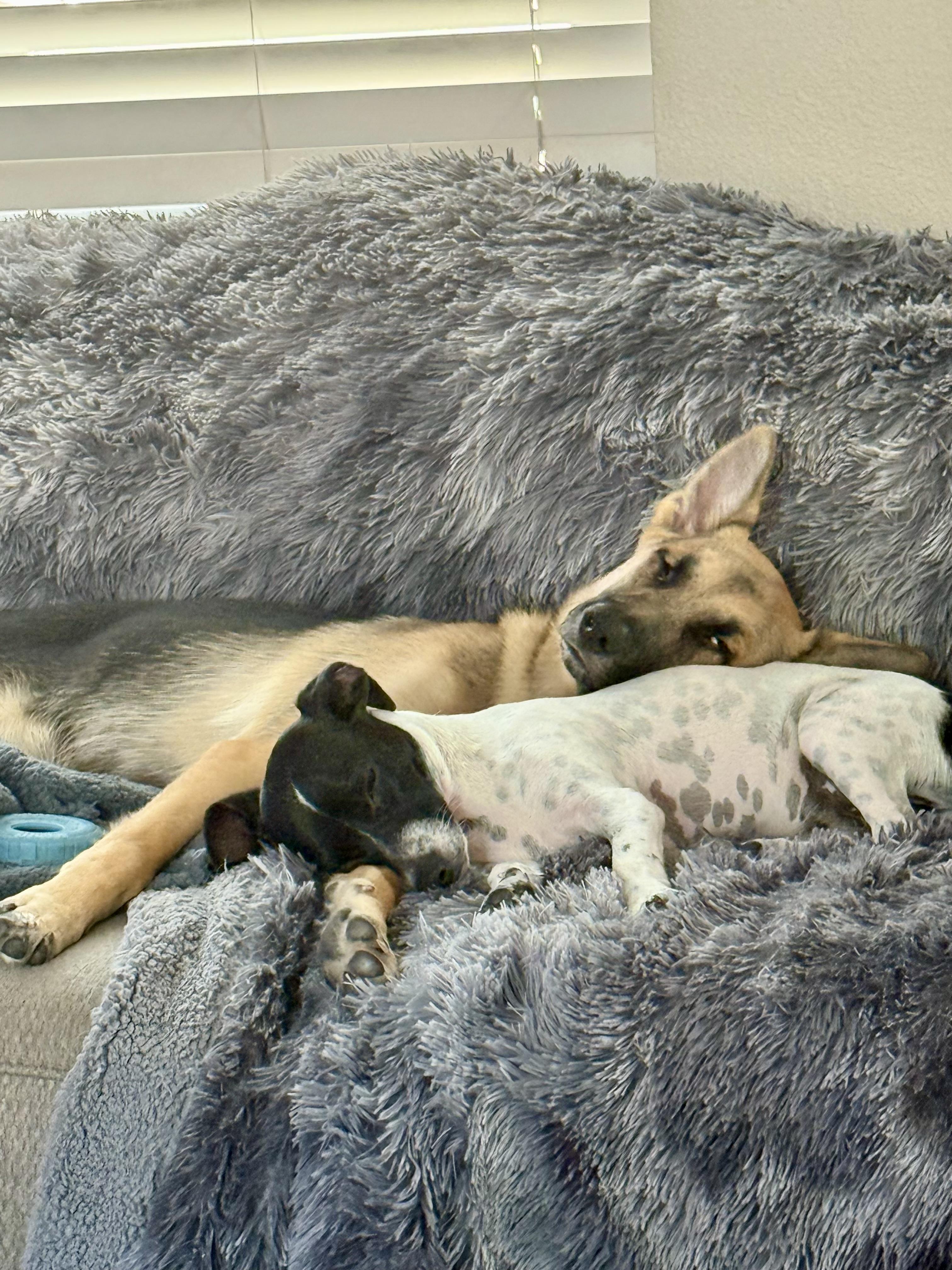 Enlarge Cosmo, a Adoptable mixed breed in Sunset Beach , CA image 2/5