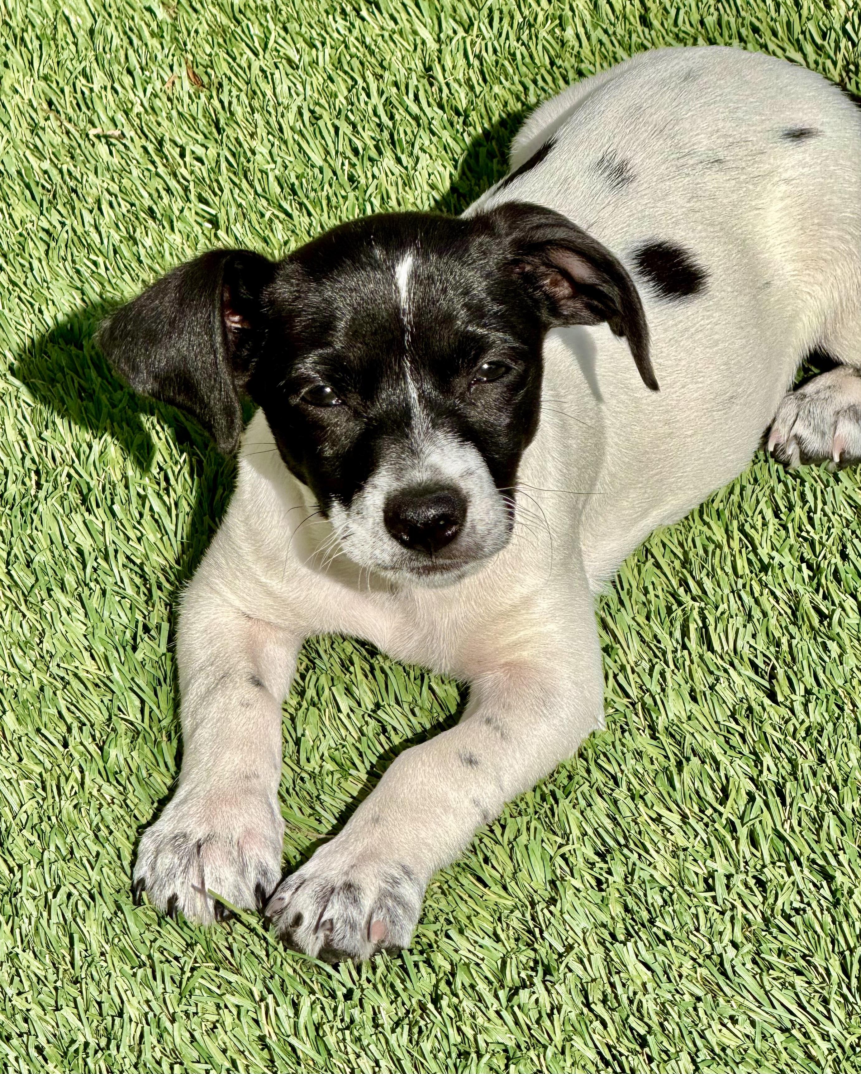 Enlarge Cosmo, a Adoptable mixed breed in Sunset Beach , CA image 3/5