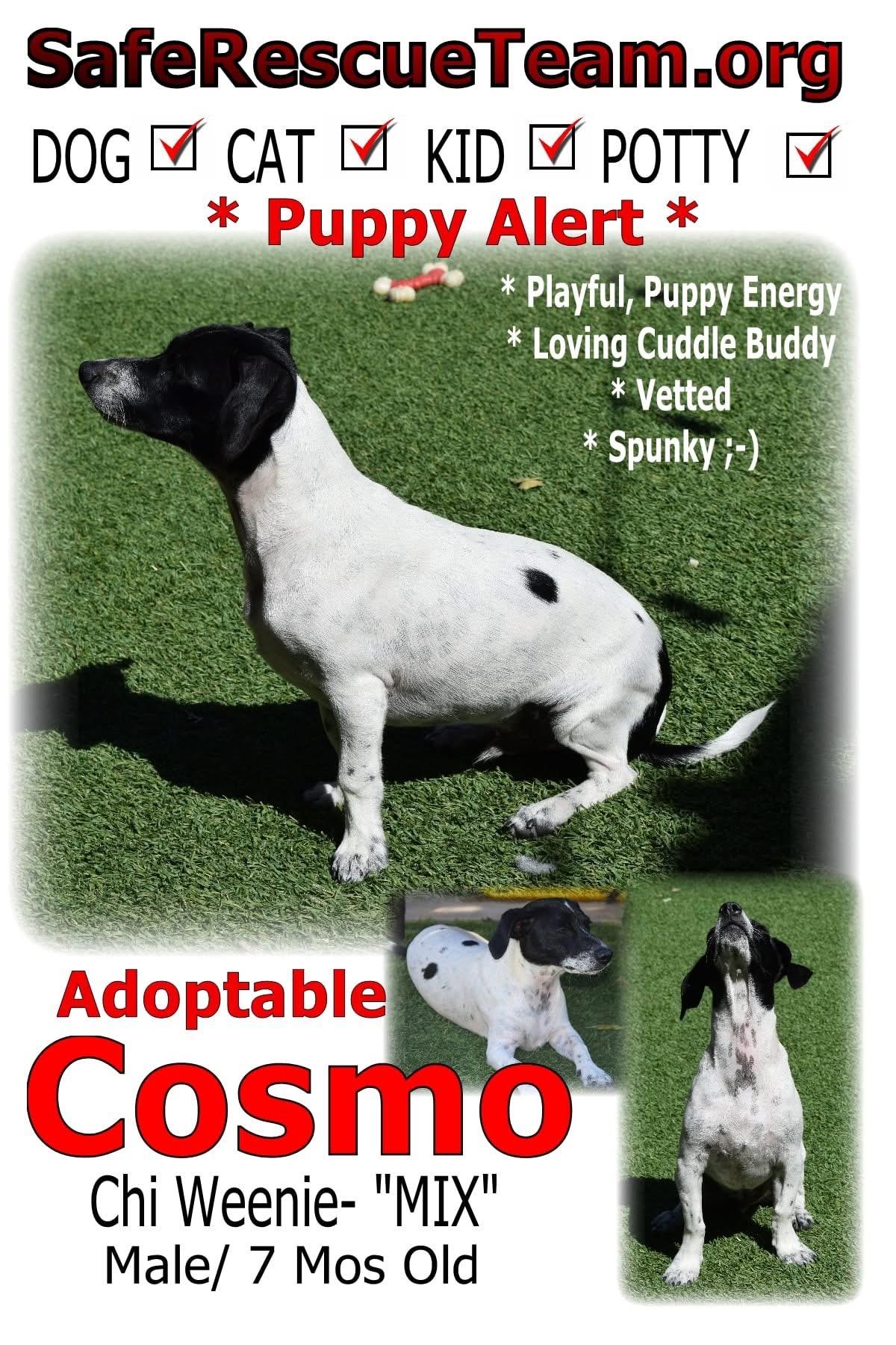 Enlarge Cosmo, a Adoptable mixed breed in Sunset Beach , CA image 4/5