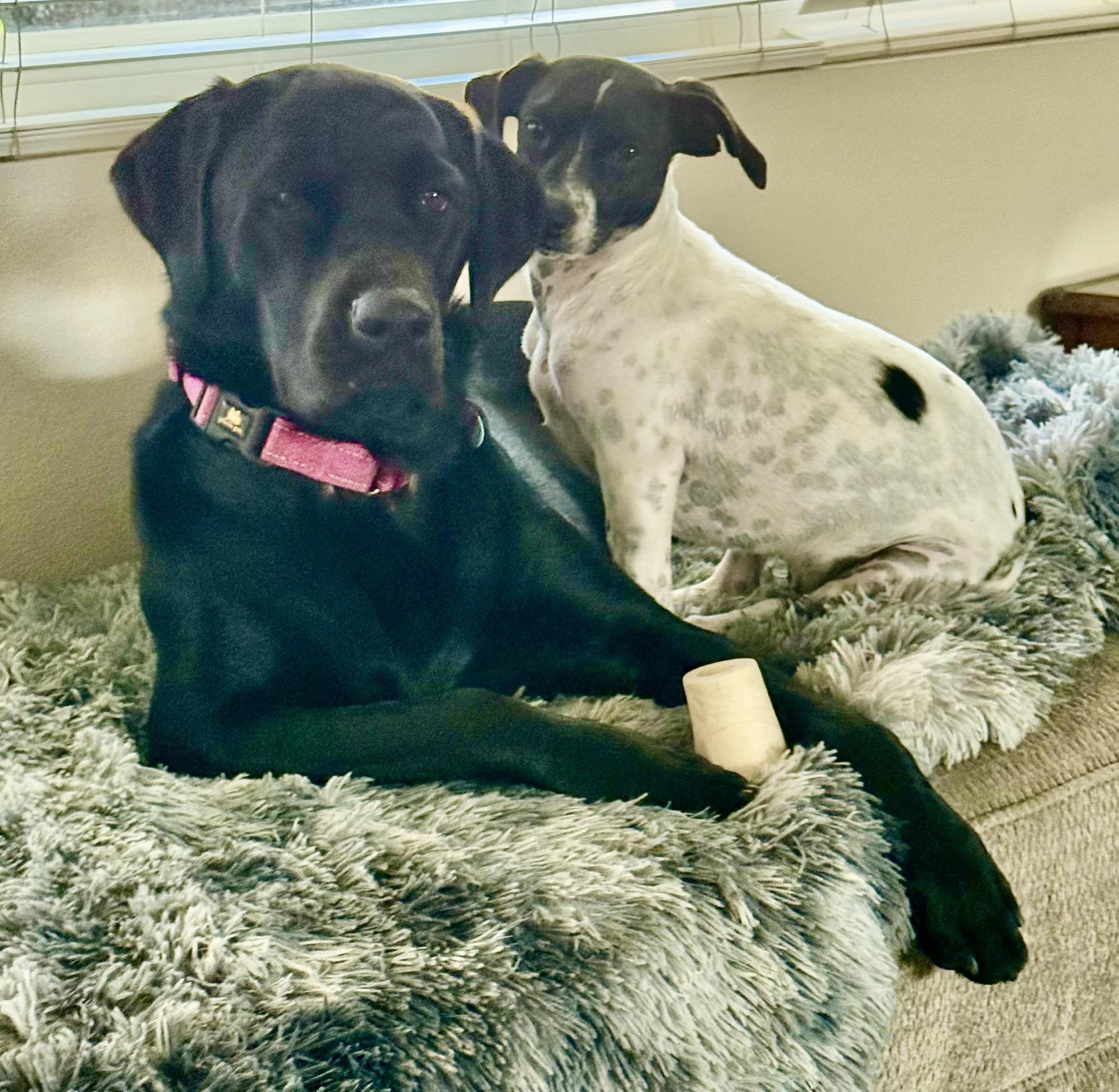 Enlarge Cosmo, a Adoptable mixed breed in Sunset Beach , CA image 1/5