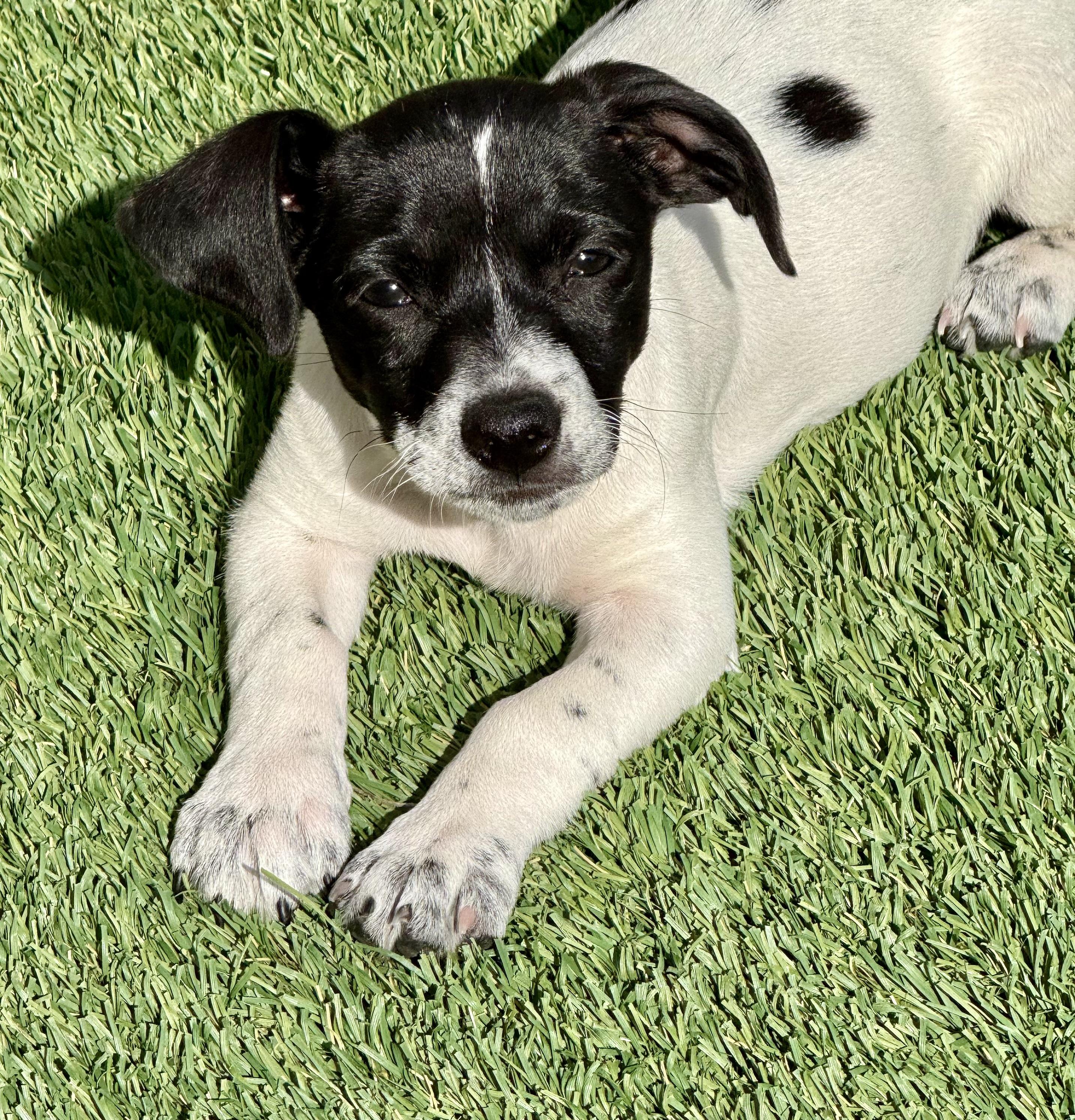 Enlarge Cosmo, a Adoptable mixed breed in Sunset Beach , CA image 5/5