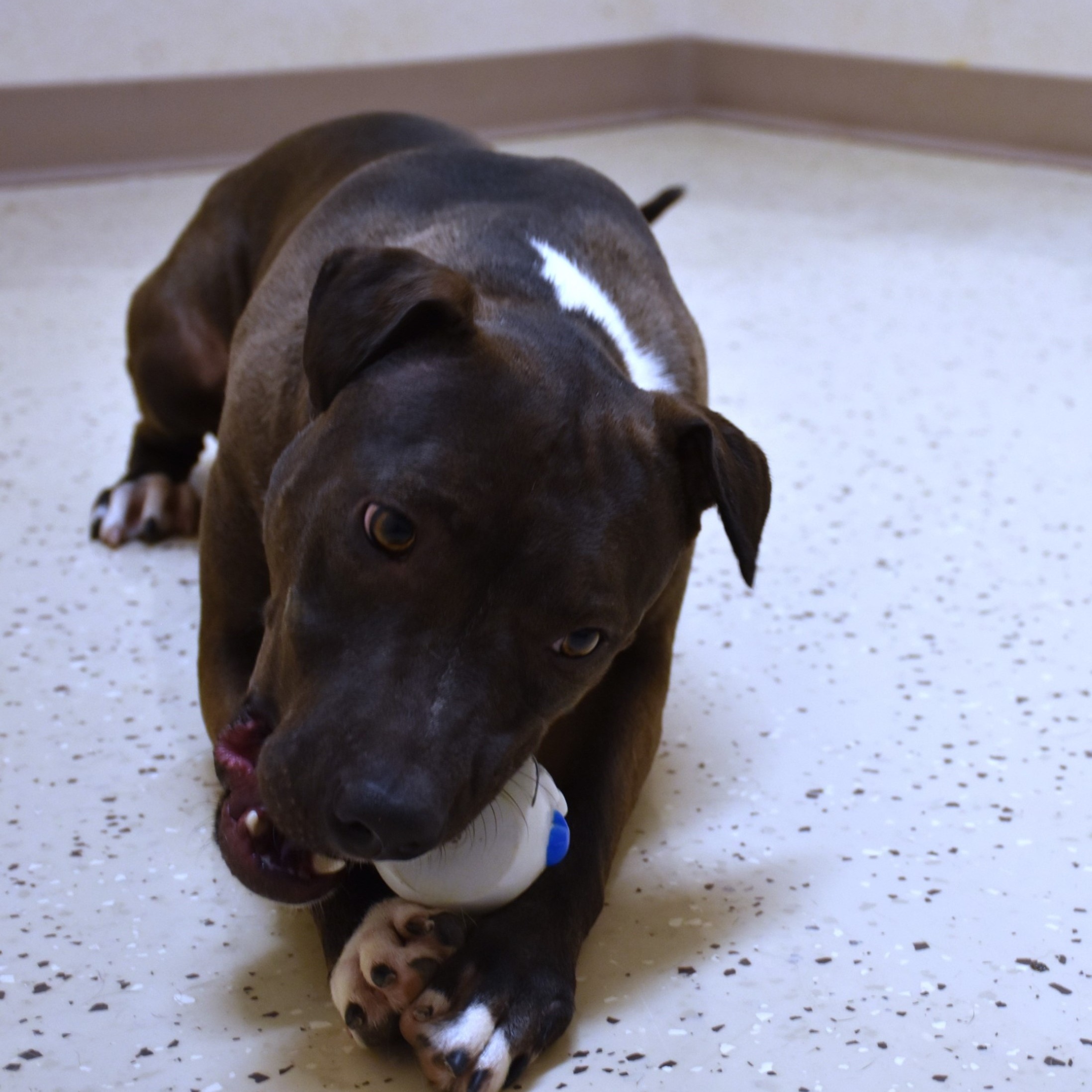 Reesie, a Adoptable mixed breed in Rochester, NY image 6/6