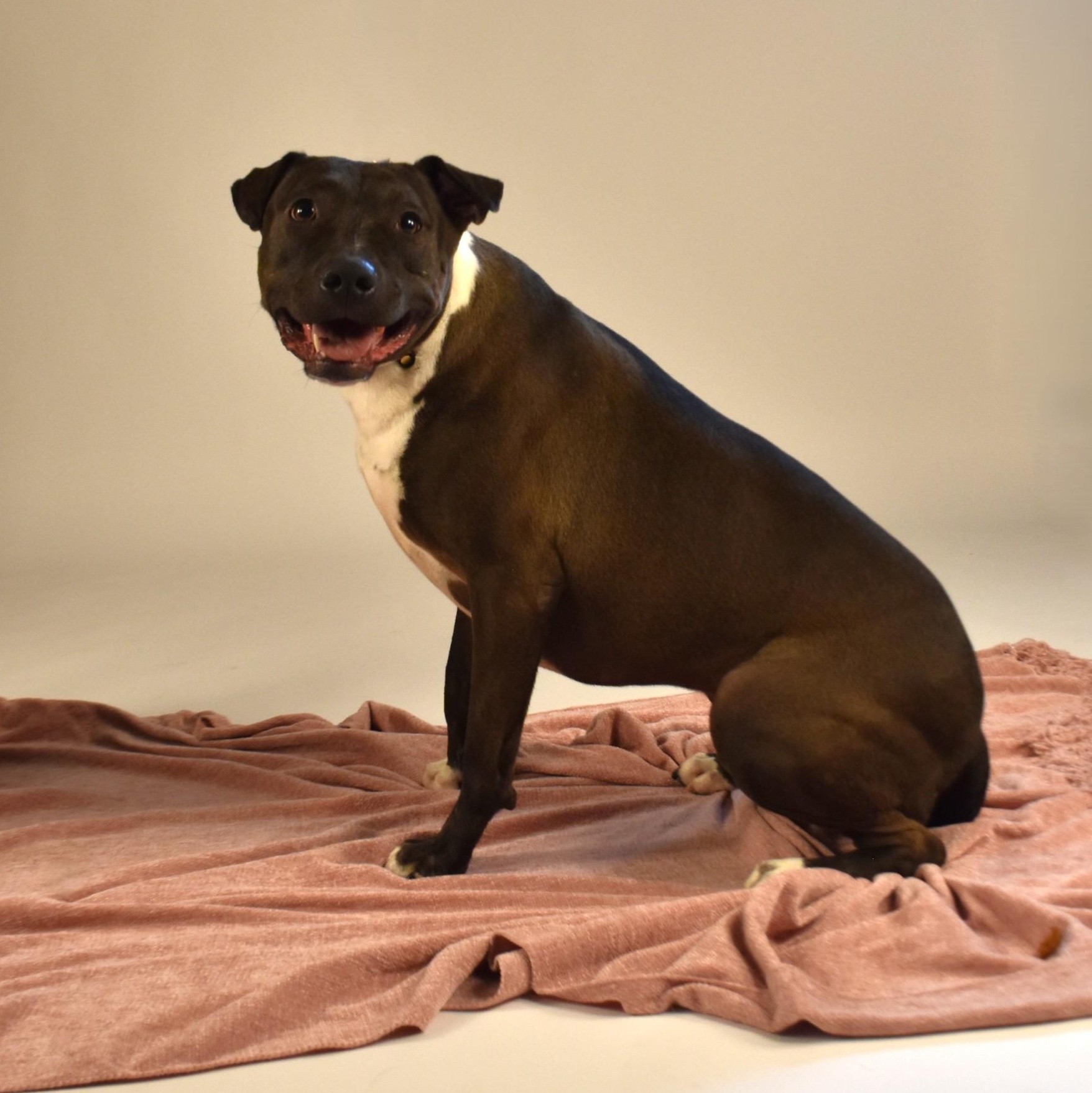 Reesie, a Adoptable mixed breed in Rochester, NY image 2/6
