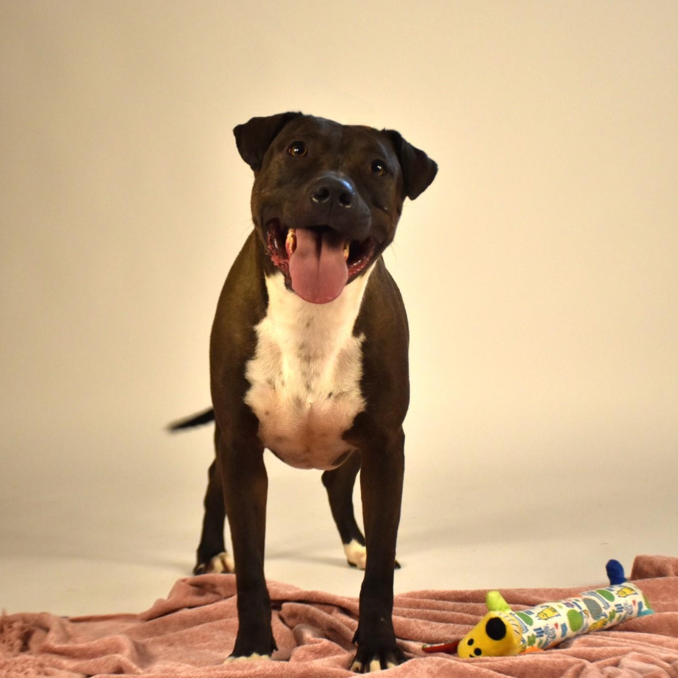Reesie, an adoptable Terrier in Rochester, NY, 14625 | Photo Image 3