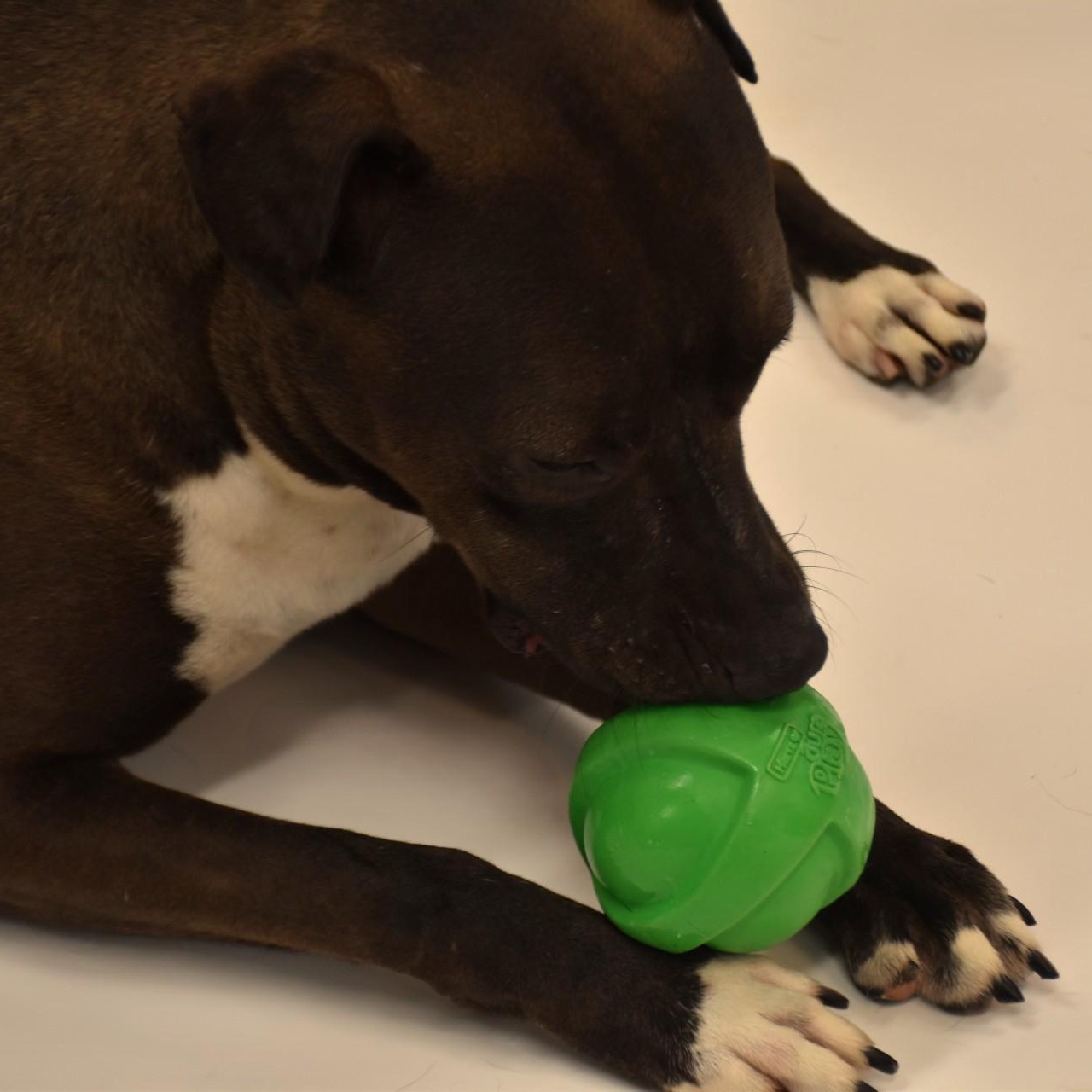 Reesie, a Adoptable mixed breed in Rochester, NY image 4/6