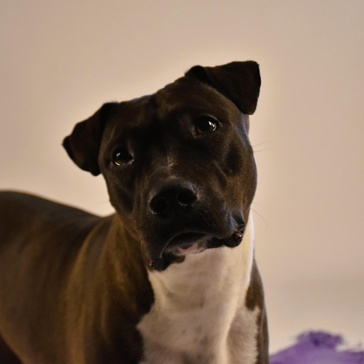 Reesie, Adoptable, Young Female Terrier.