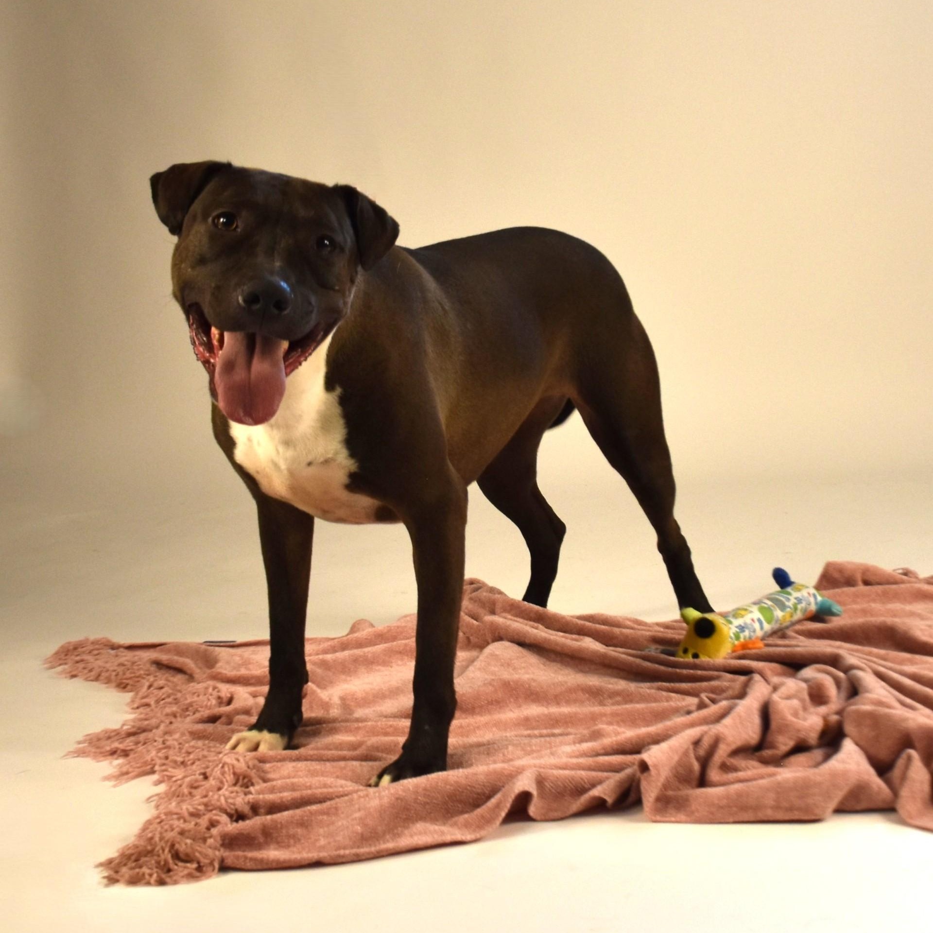 Reesie, an adoptable Terrier in Rochester, NY, 14625 | Photo Image 5