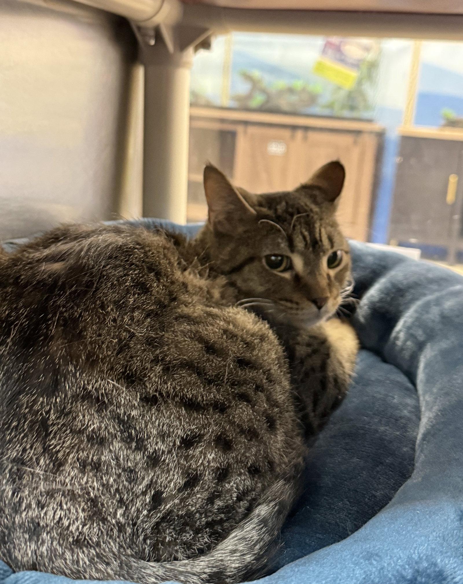 Enlarge Ollie, a Adoptable Domestic Short Hair in Herndon, VA image 1/1