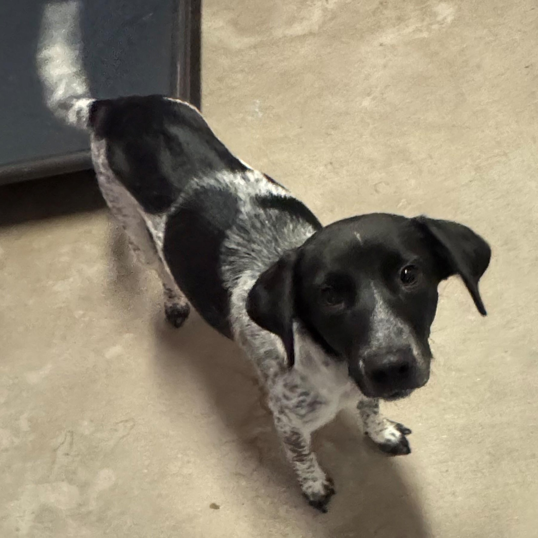 Enlarge Cookie  4131, an adoptable mixed breed in Phoenix, AZ image 2/2