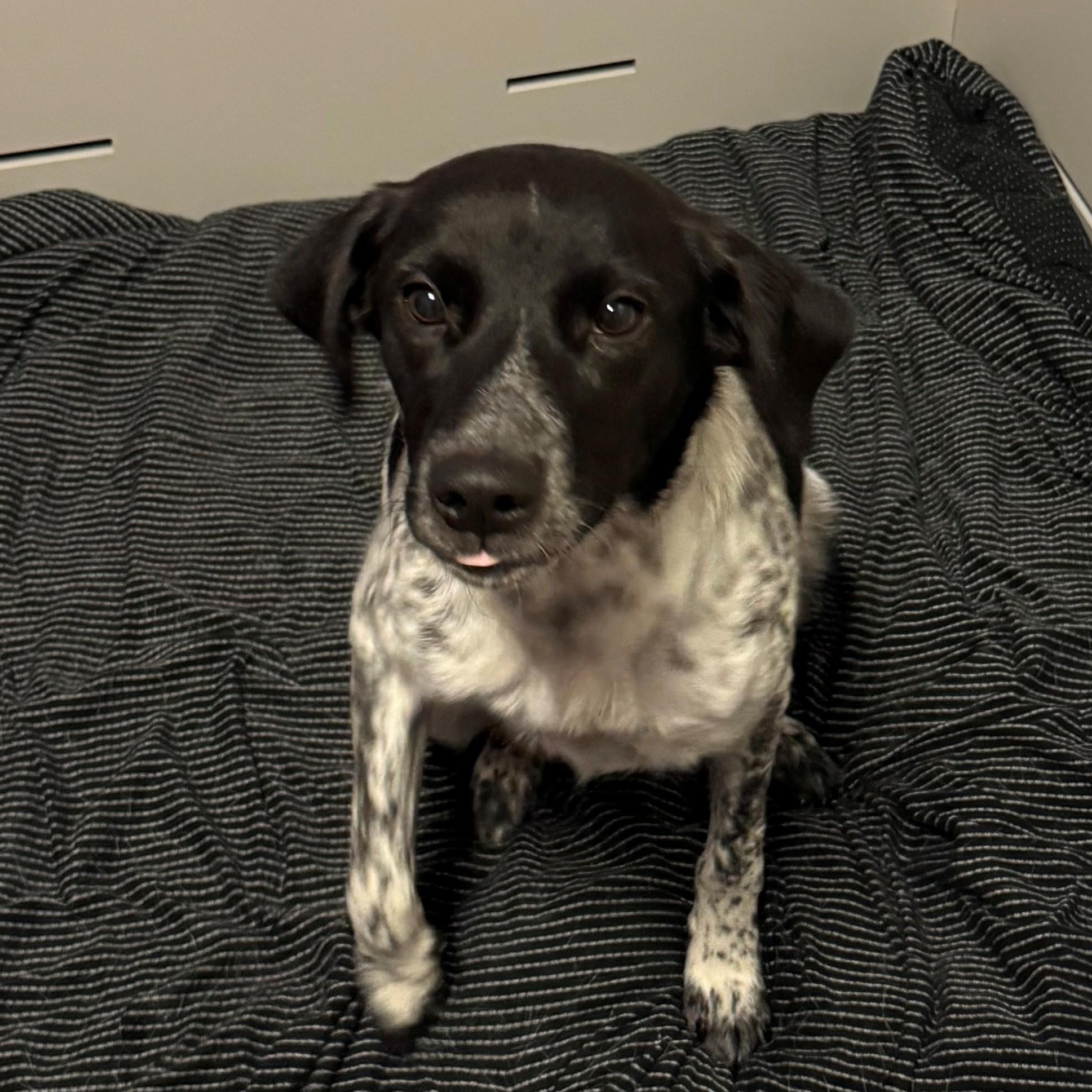 Cookie  4131, adoptable, Adult Female Australian Cattle Dog / Blue Heeler.