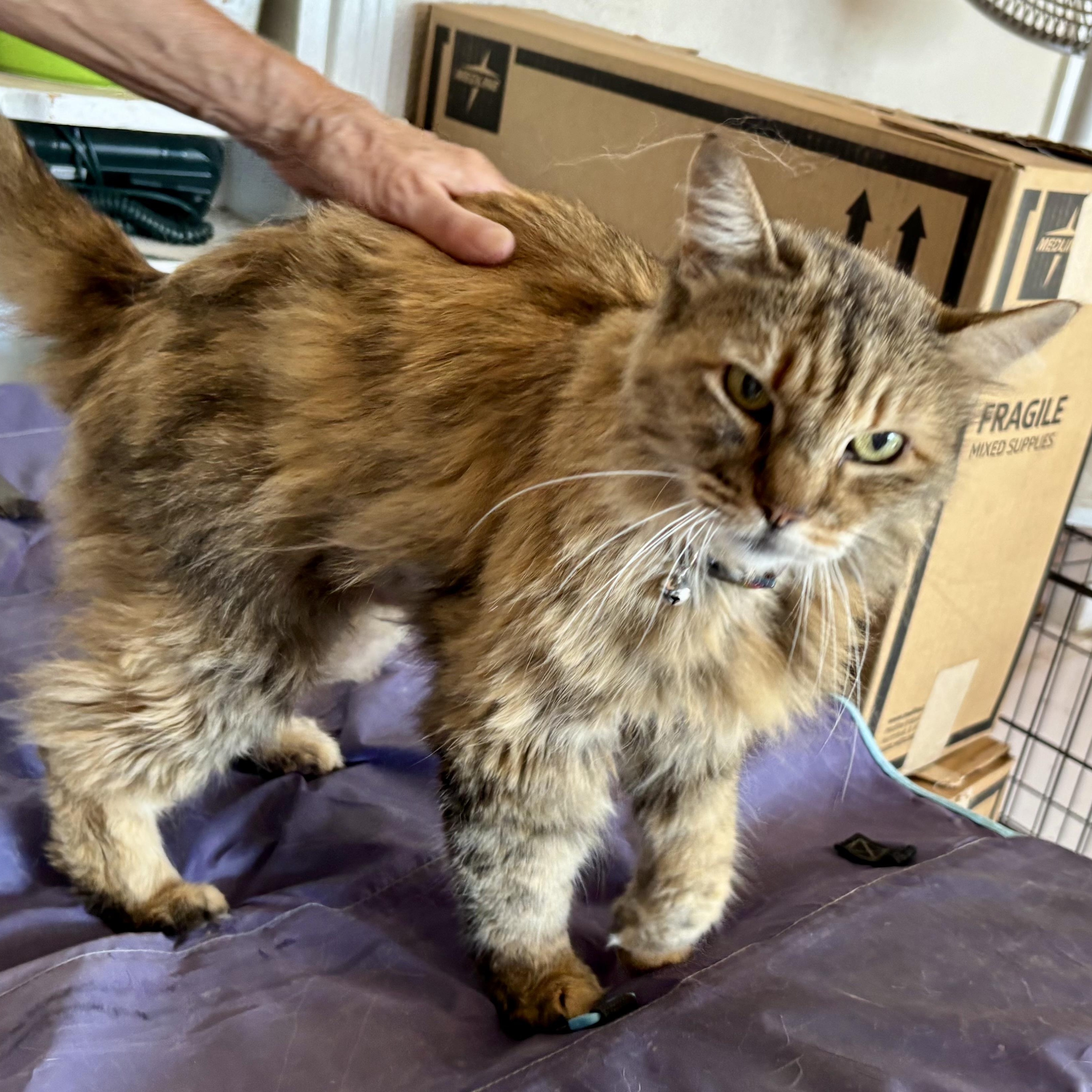 Goldie, an adoptable Domestic Medium Hair in Marathon, TX, 79842 | Photo Image 4