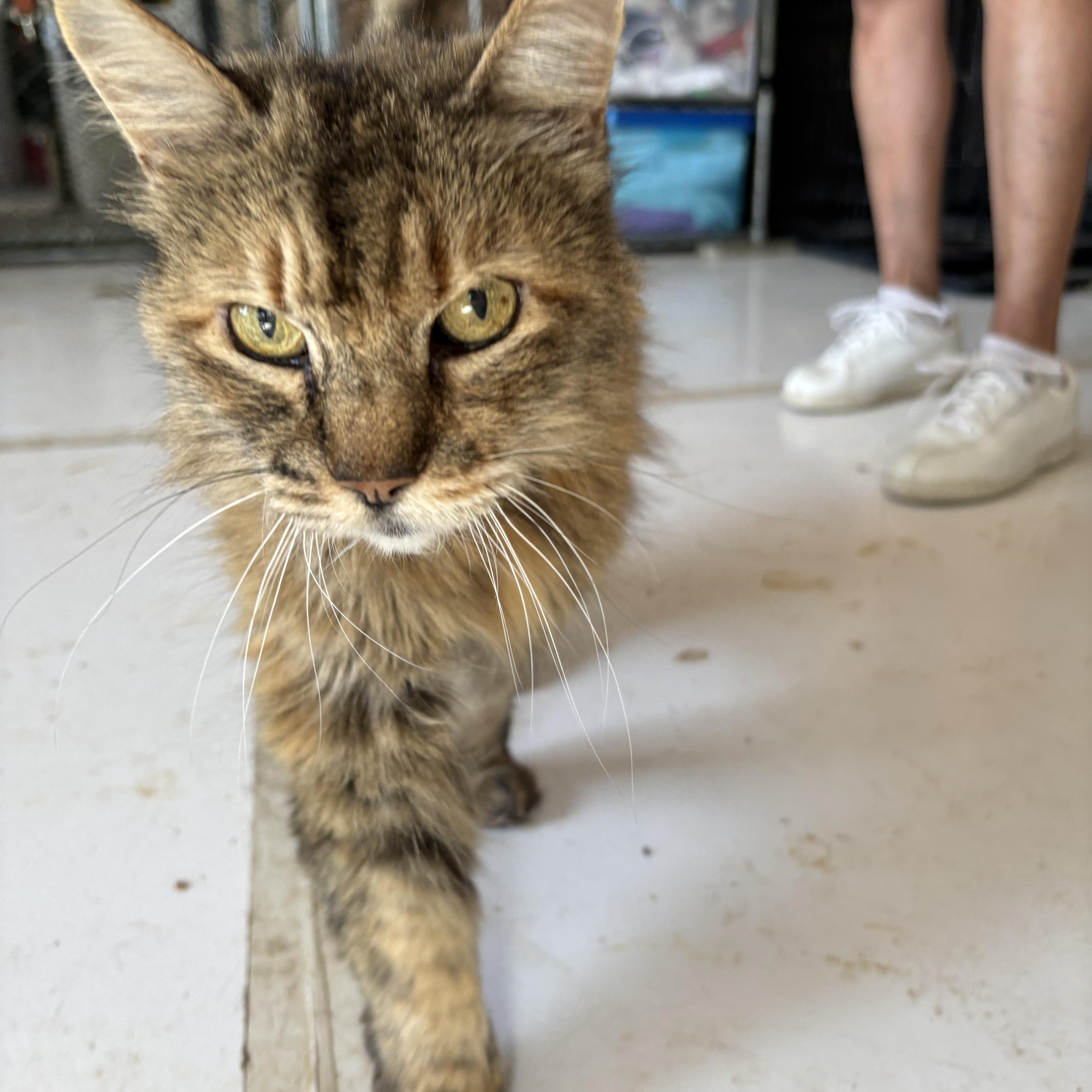 Goldie, an adoptable Domestic Medium Hair in Marathon, TX, 79842 | Photo Image 3