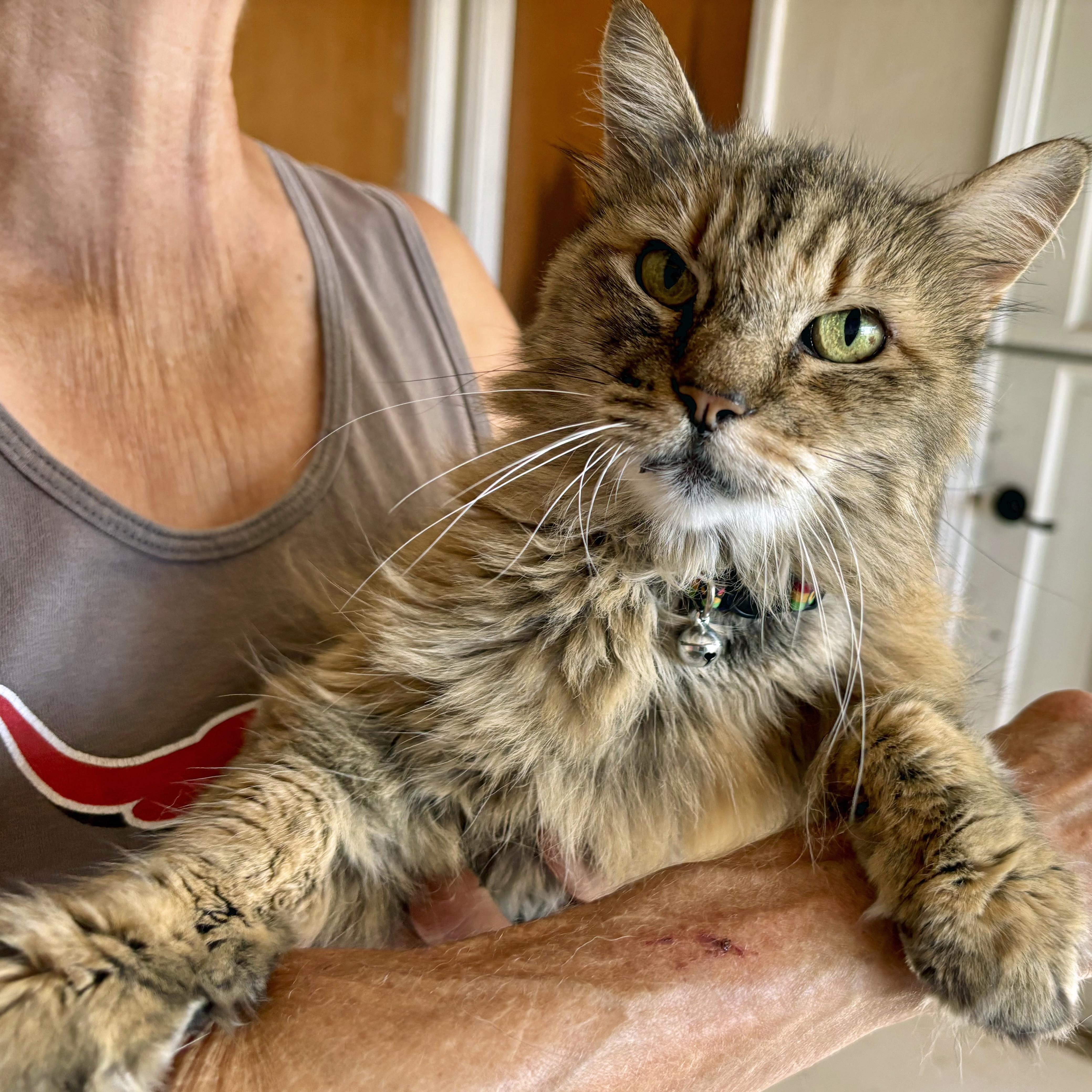 Goldie, an adoptable Domestic Medium Hair in Marathon, TX, 79842 | Photo Image 1