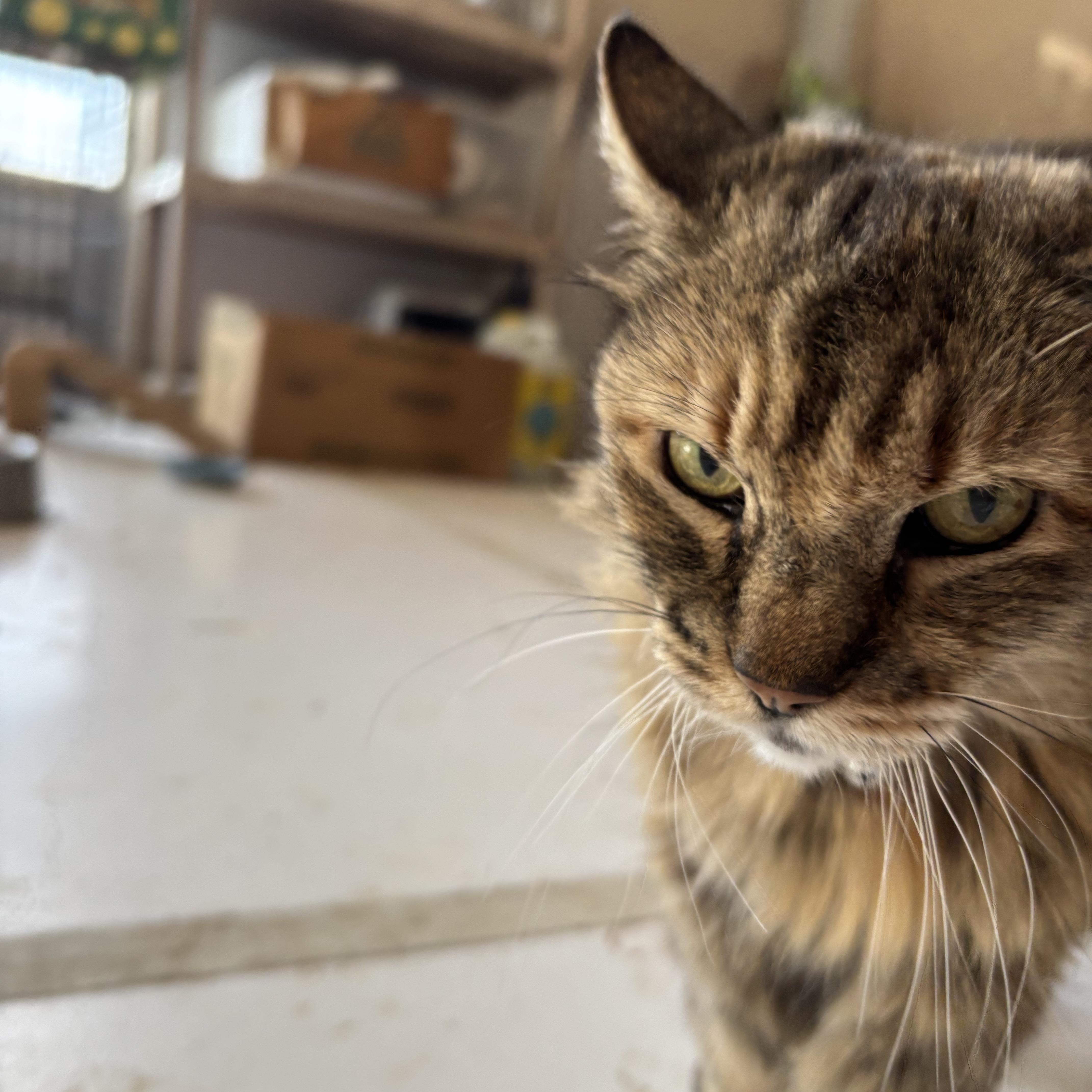 Goldie, an adoptable Domestic Medium Hair in Marathon, TX, 79842 | Photo Image 5