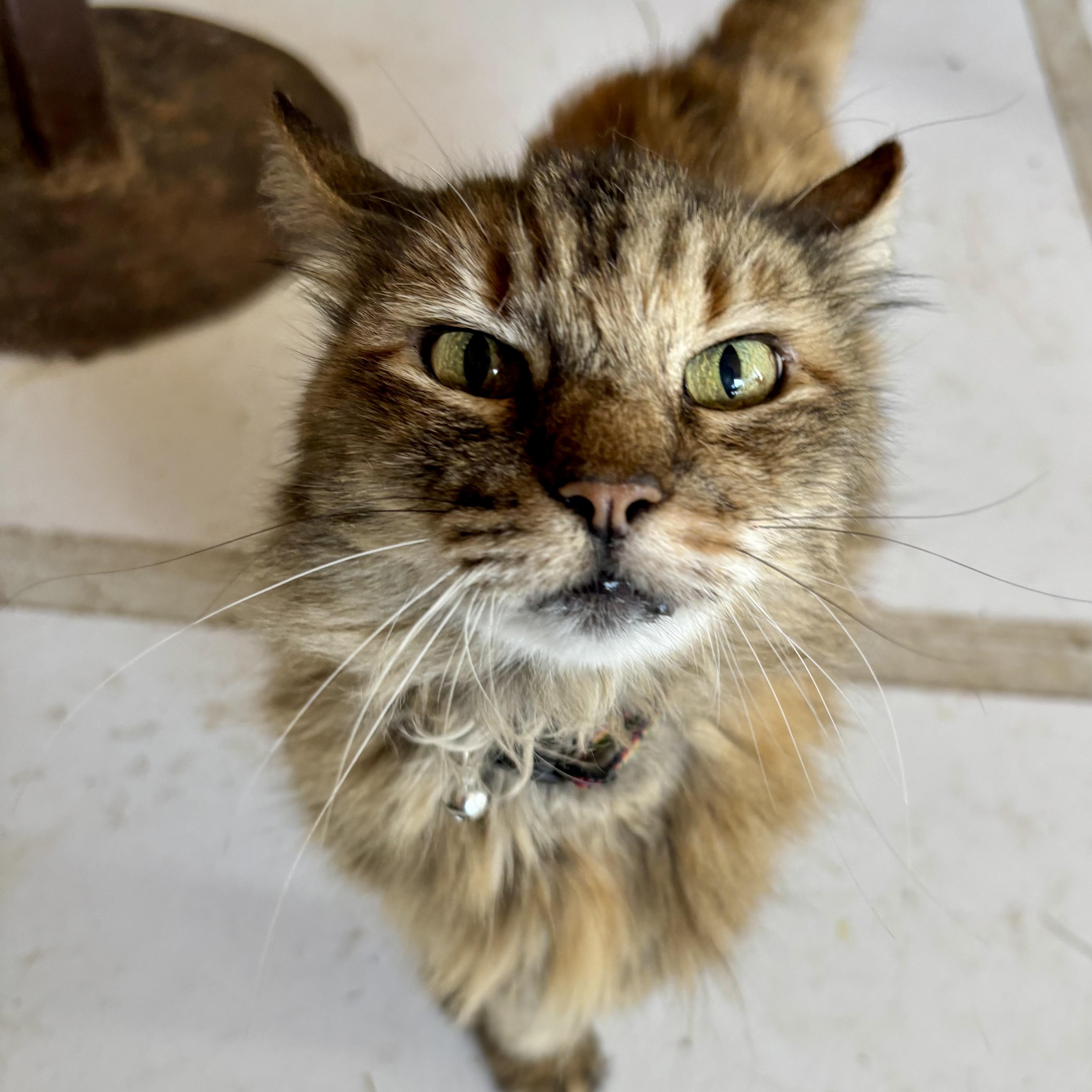 Goldie, an adoptable Domestic Medium Hair in Marathon, TX, 79842 | Photo Image 2