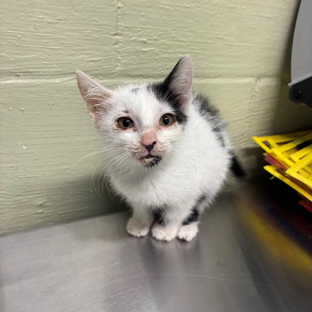 Cow, Adoptable, Kitten Female Domestic Short Hair.
