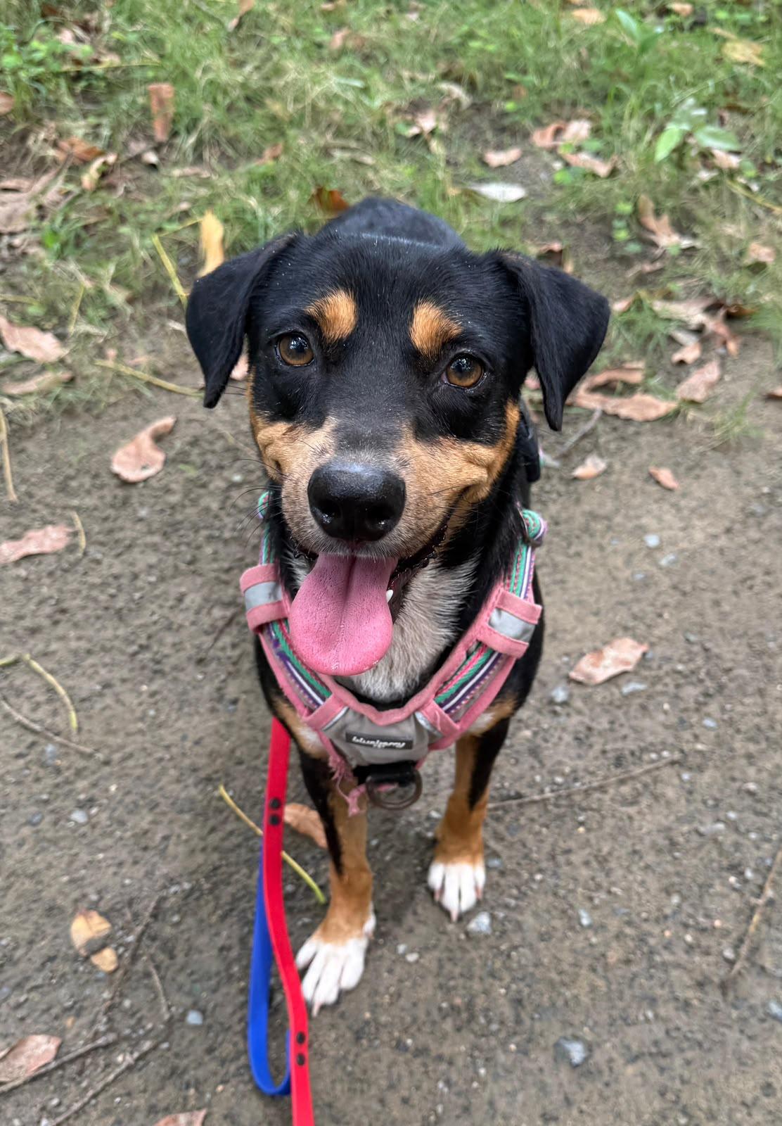 Enlarge Guatauba, a Adoptable mixed breed in Rio Grande , PR image 1/6