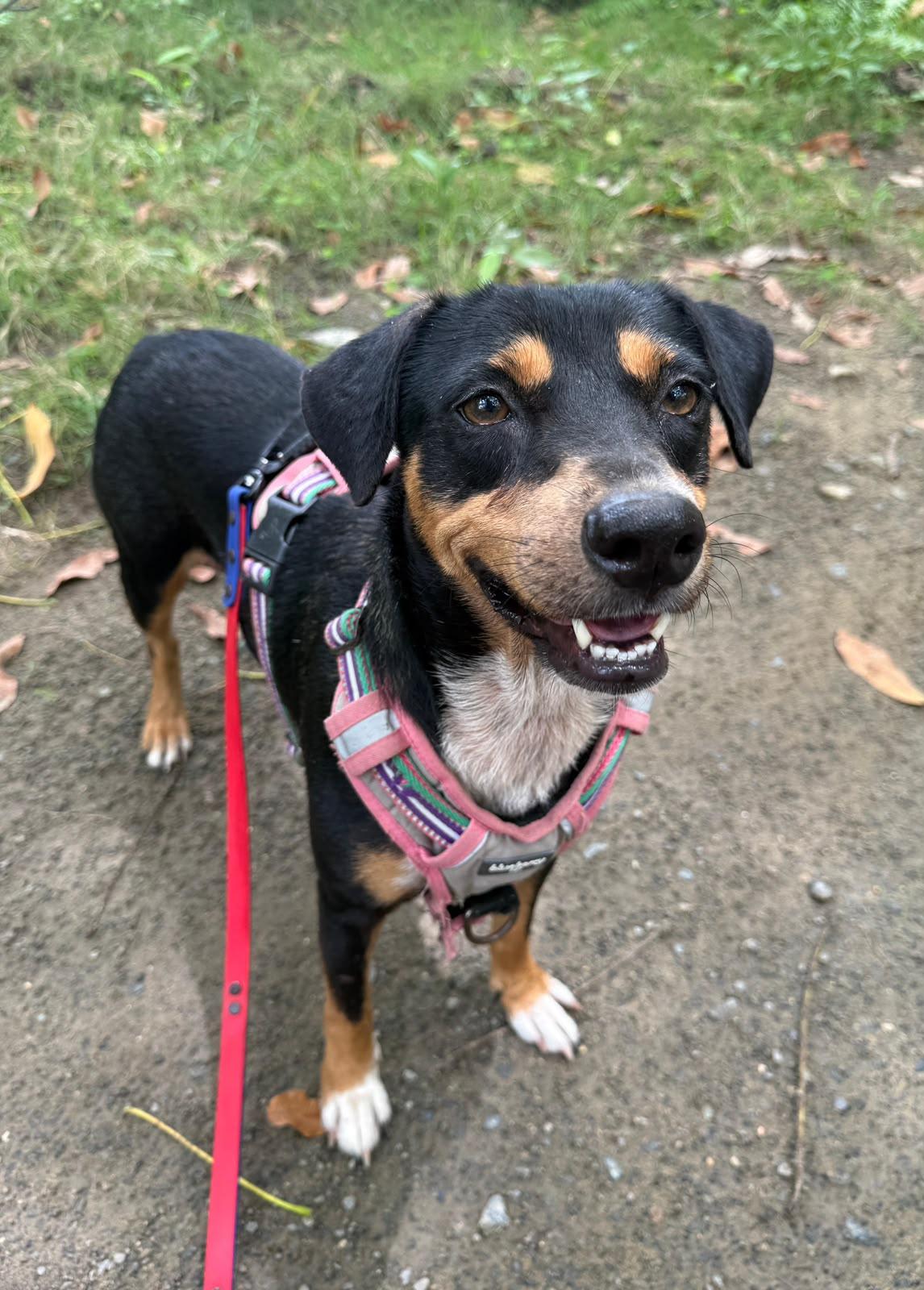 Enlarge Guatauba, a Adoptable mixed breed in Rio Grande , PR image 4/6