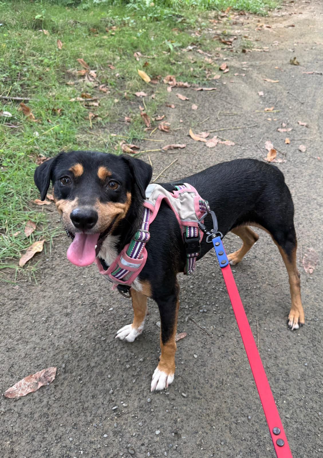 Enlarge Guatauba, a Adoptable mixed breed in Rio Grande , PR image 2/6