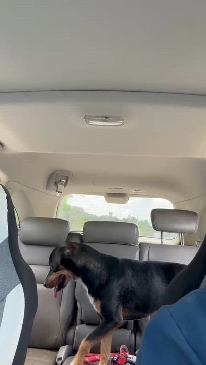 Enlarge Guatauba, a Adoptable mixed breed in Rio Grande , PR video 5/6